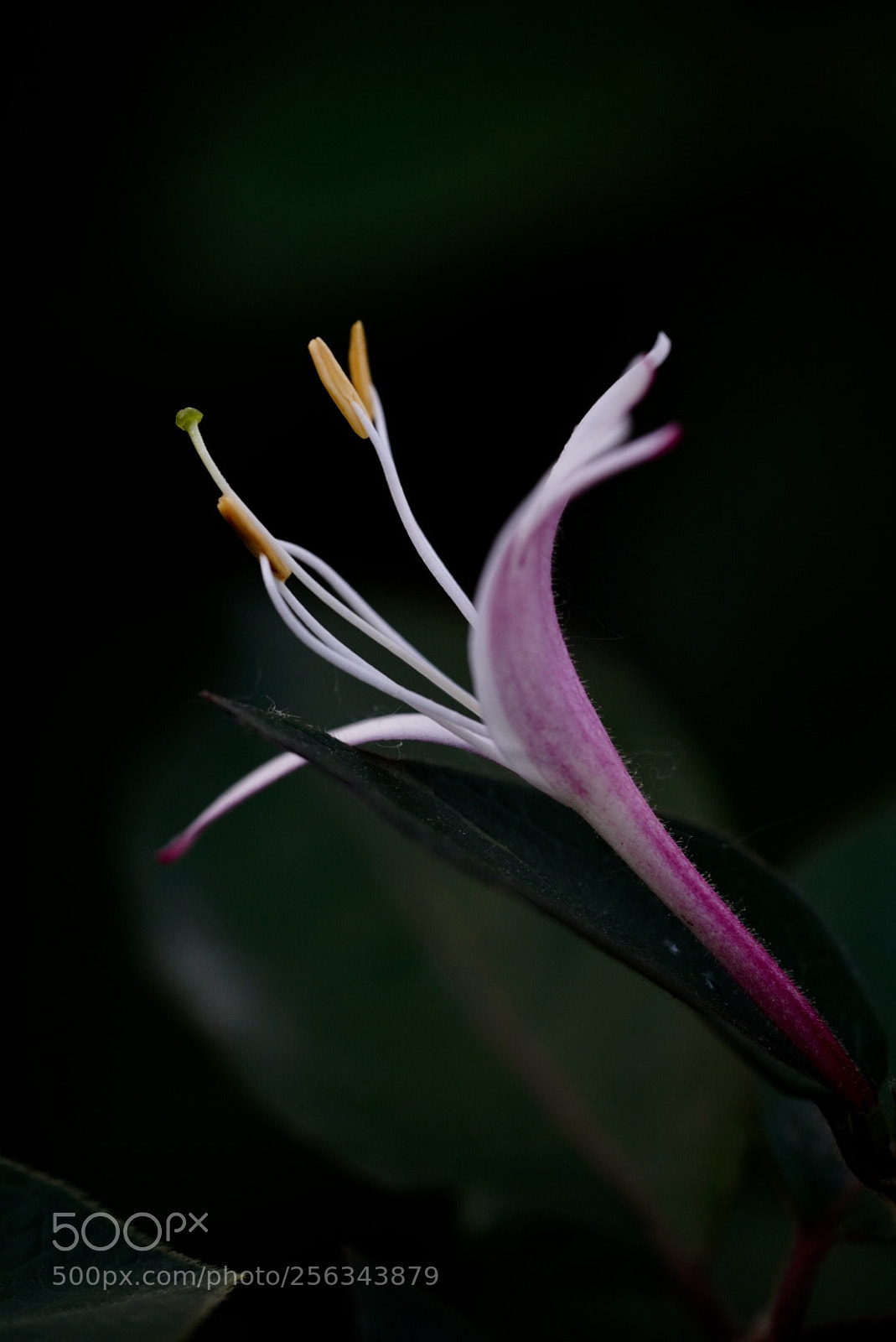 Sony a7R III sample photo. 忍冬花 photography