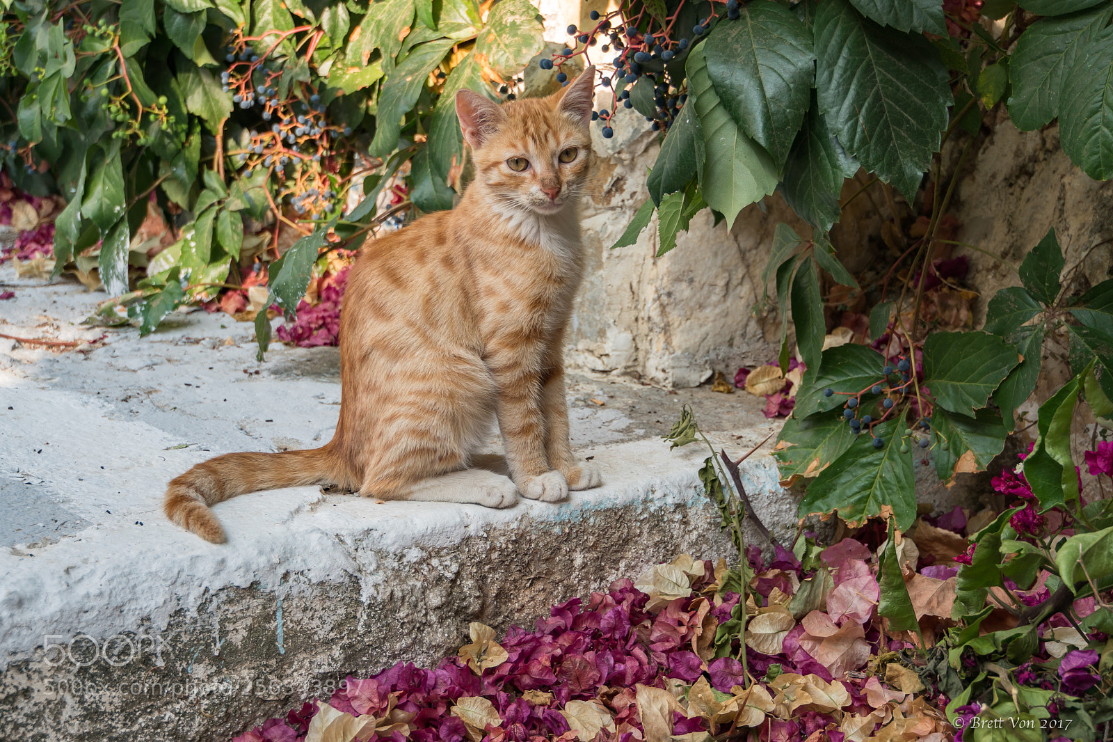 Sony a6300 sample photo. Greek cat photography
