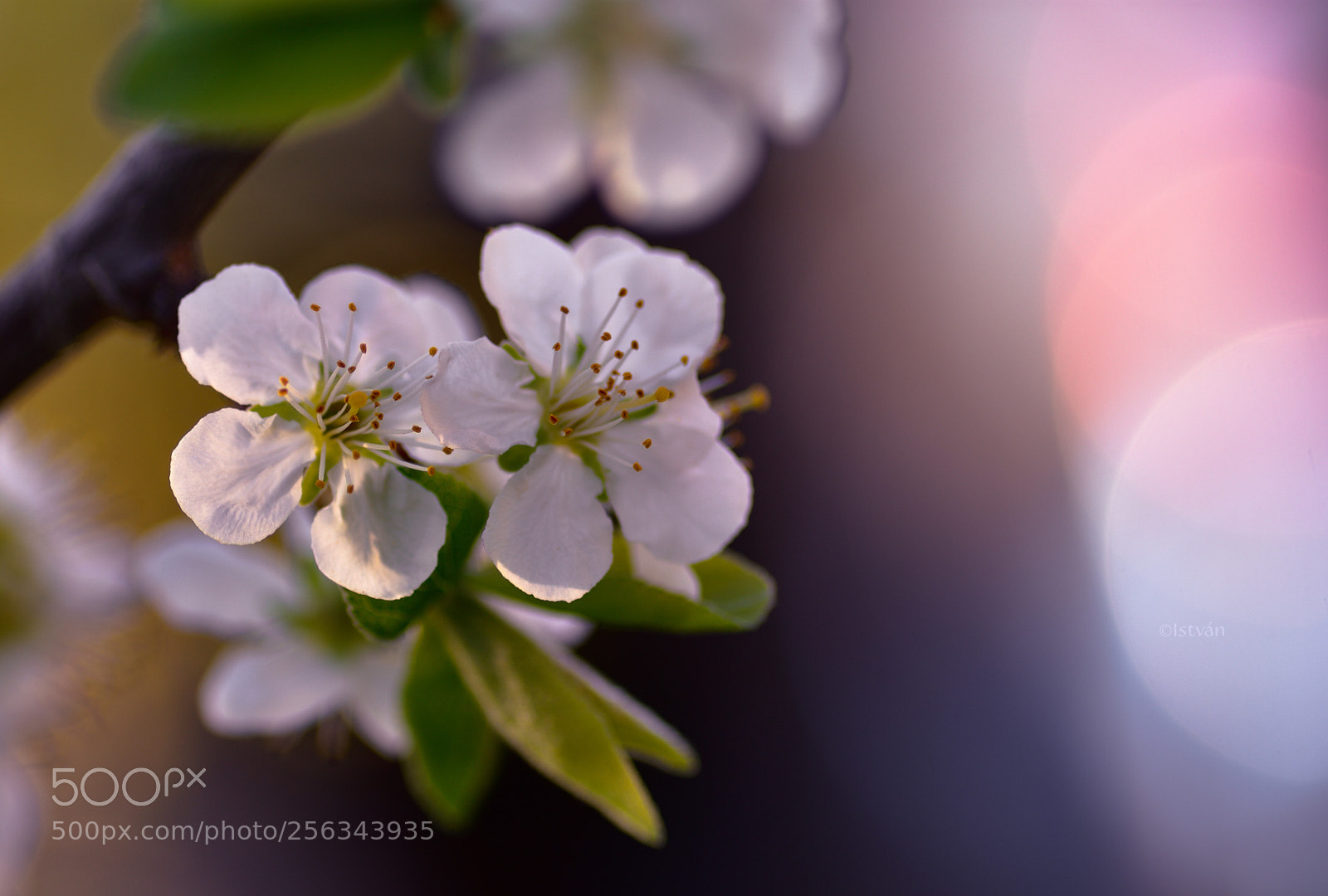 Nikon D7200 sample photo. Blooming photography