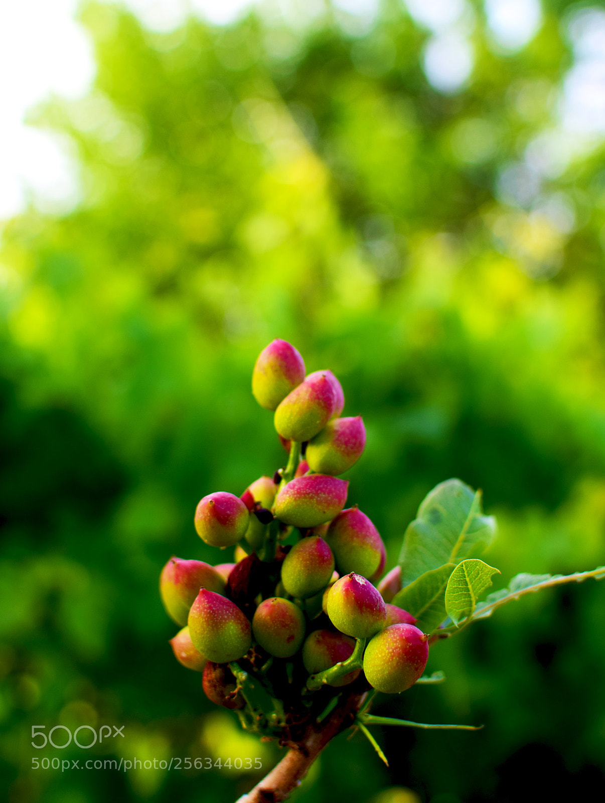 Nikon D5300 sample photo. Pistachio photography