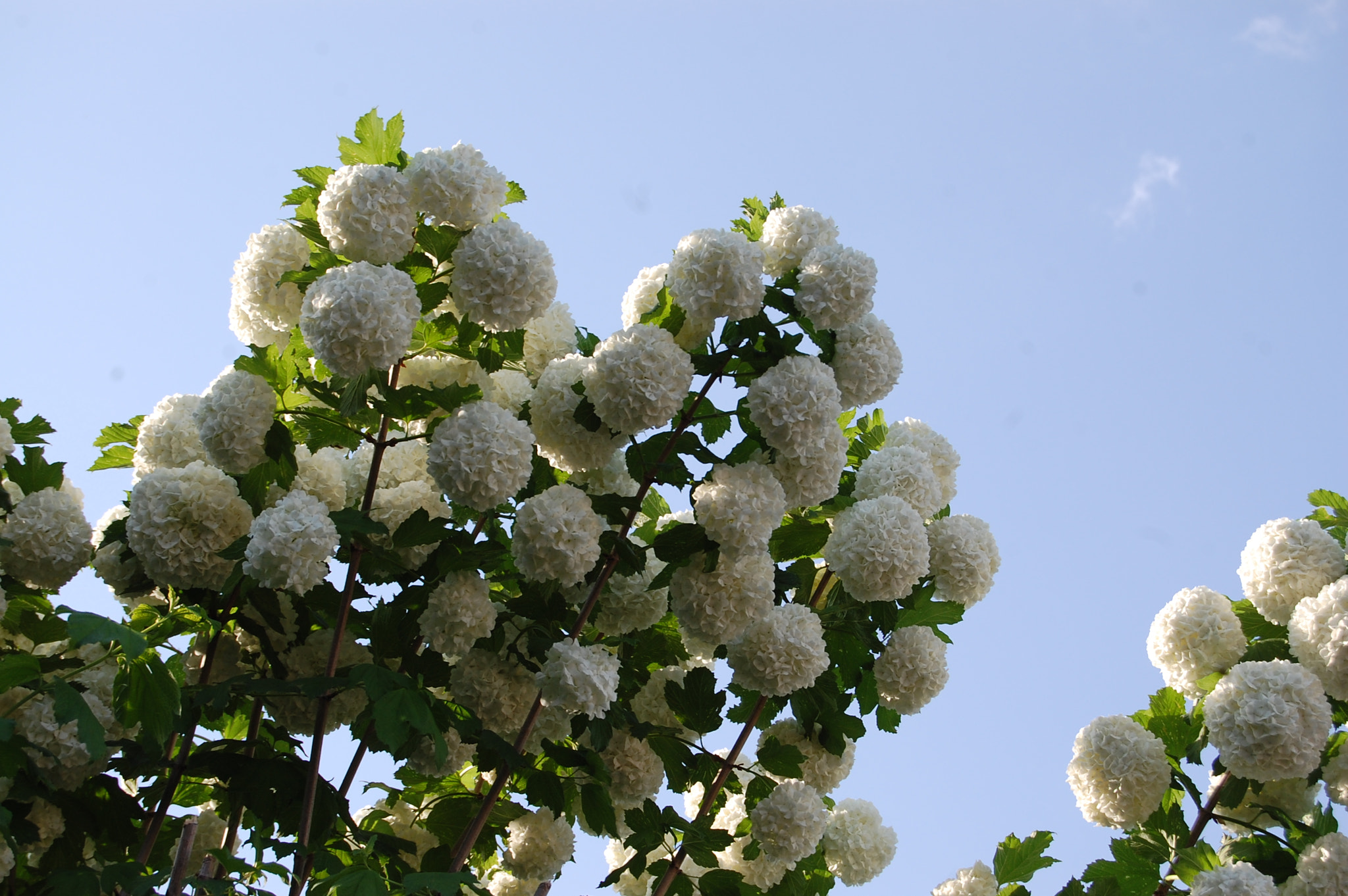 Nikon D40 sample photo