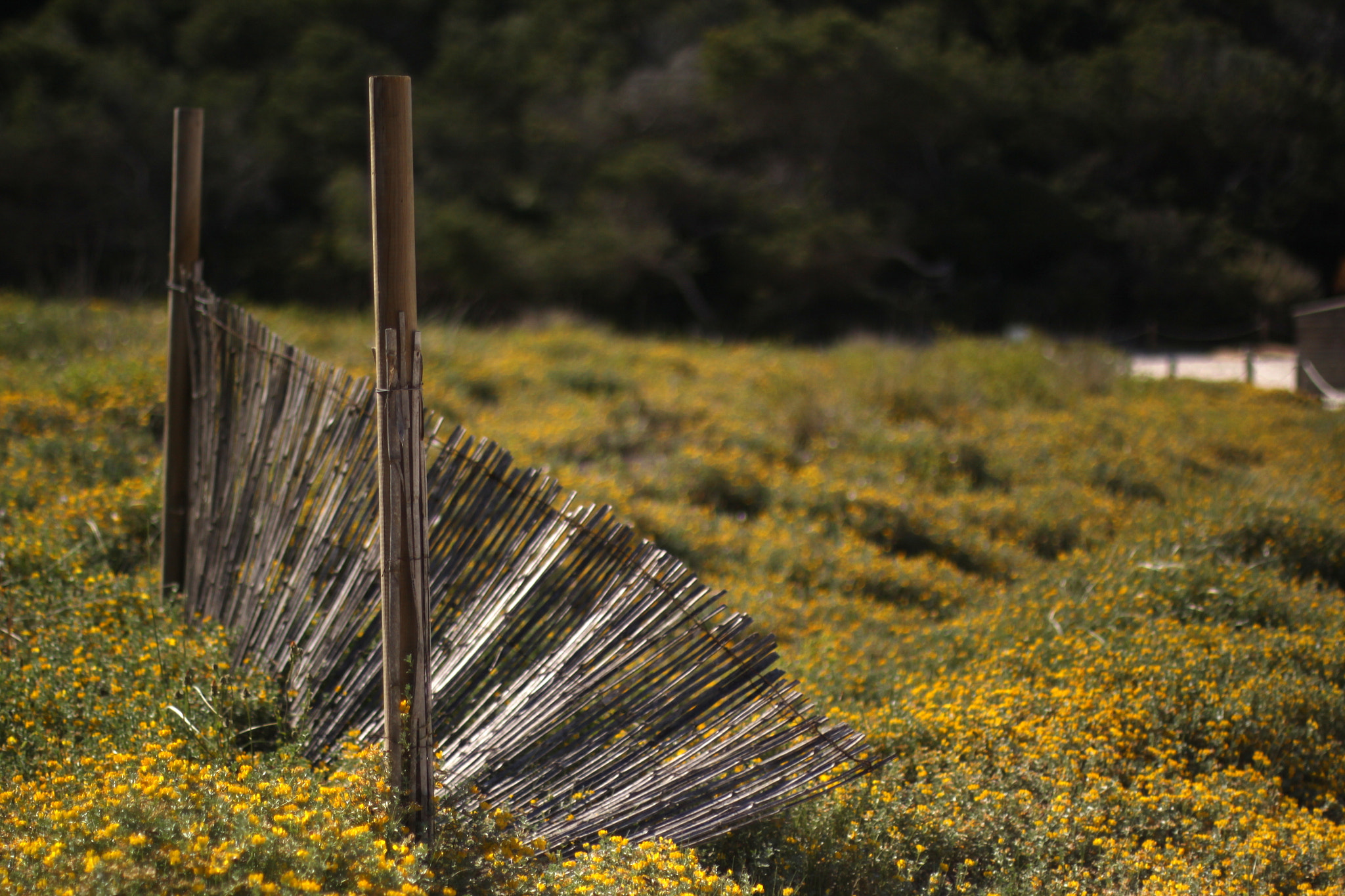 Canon EOS 50D + Canon EF 50mm F1.4 USM sample photo. Draft shield photography