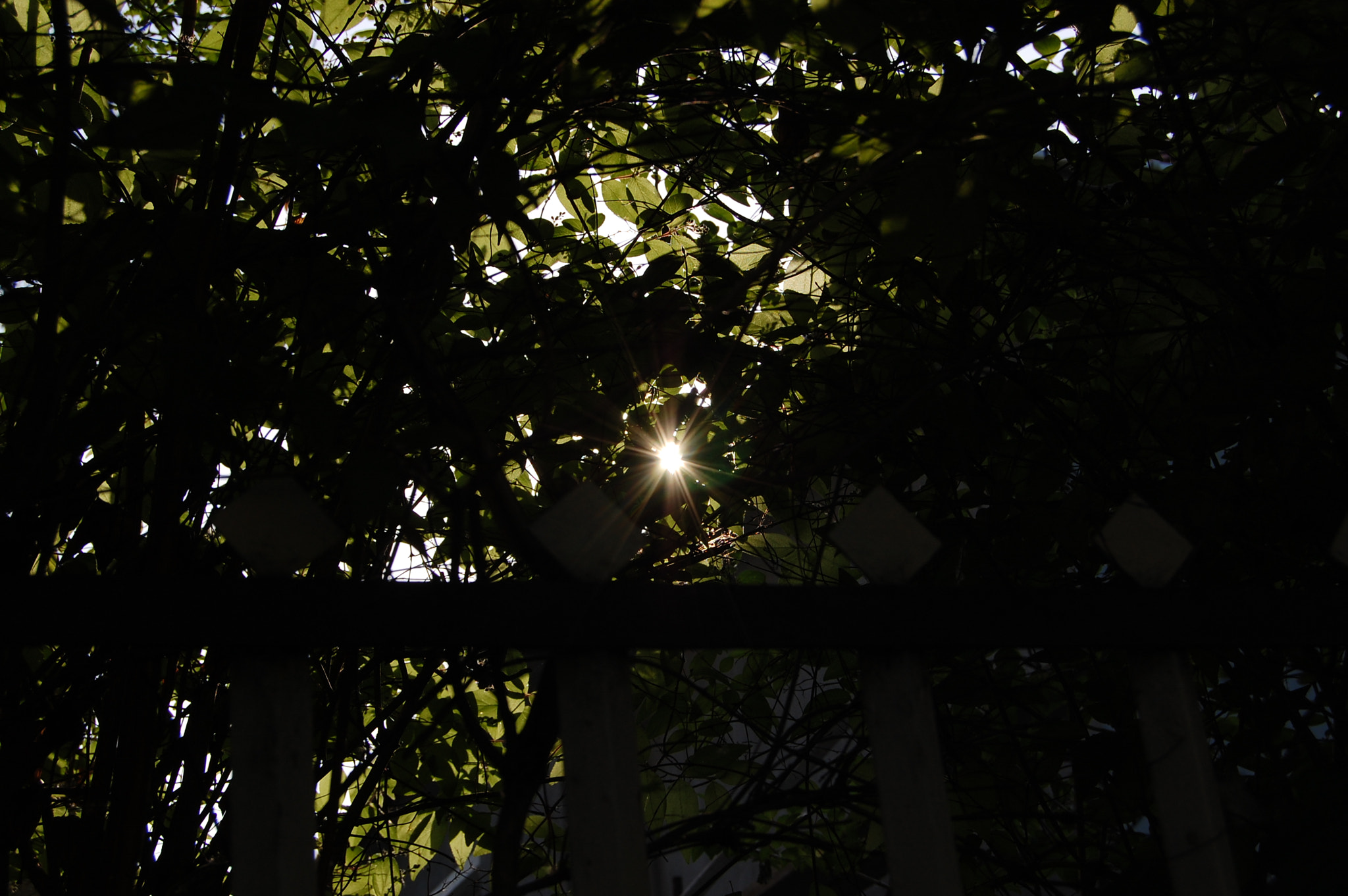 Nikon D40 sample photo