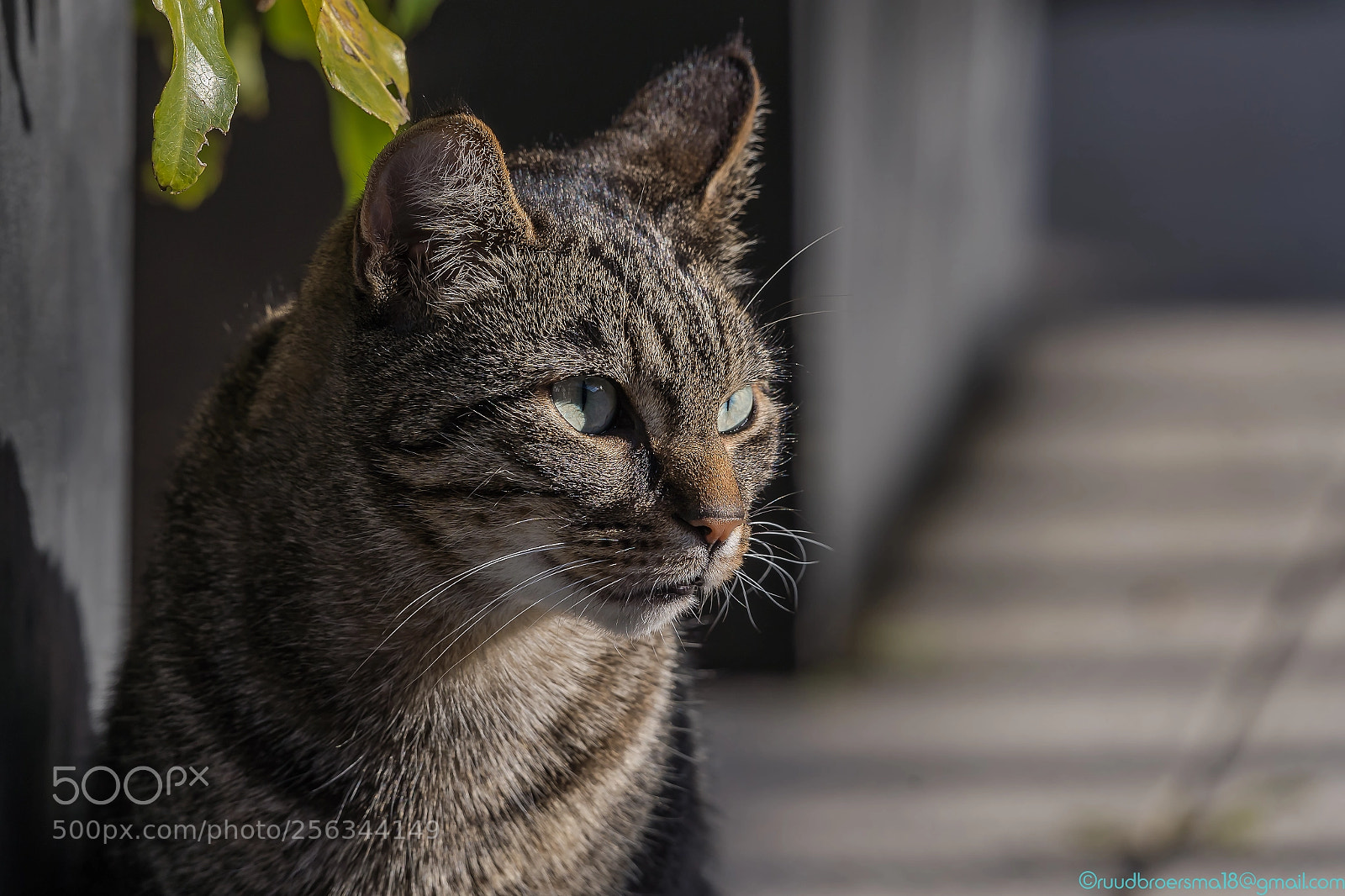 Sony a7 III sample photo. Cat from the neighbours photography
