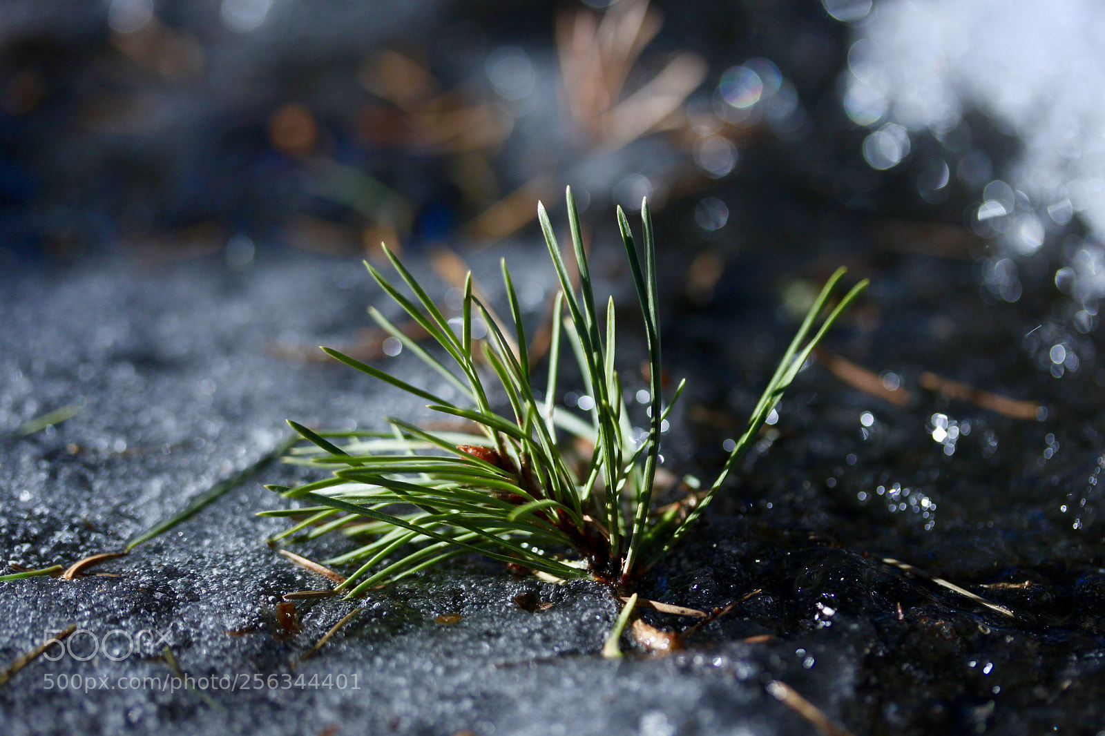 Canon EOS 500D (EOS Rebel T1i / EOS Kiss X3) sample photo. Ein nadelding in einer photography
