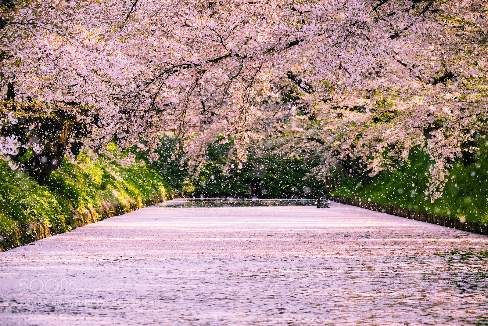 Nikon D800 sample photo. Falling cherry-blossoms photography