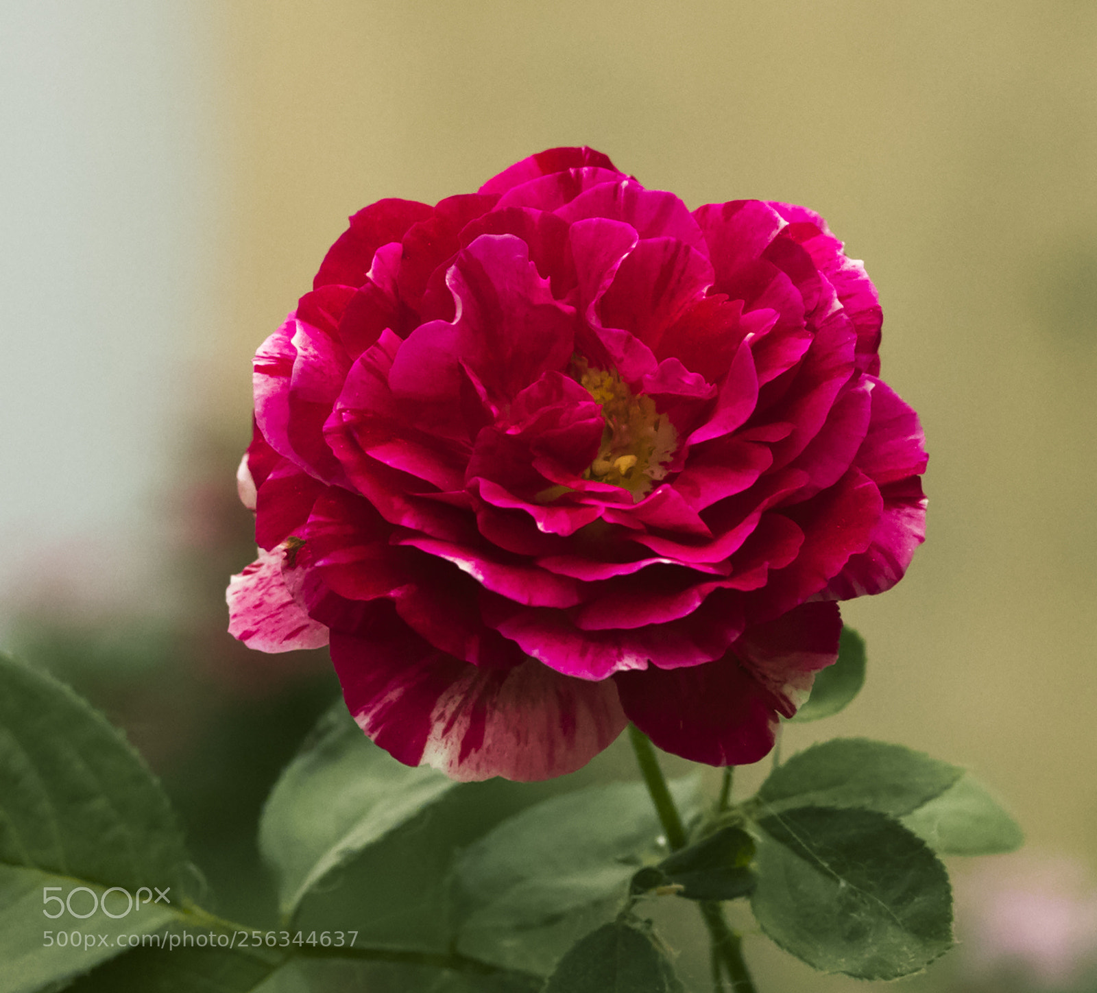 Canon EOS-1D X Mark II sample photo. Red rose photography