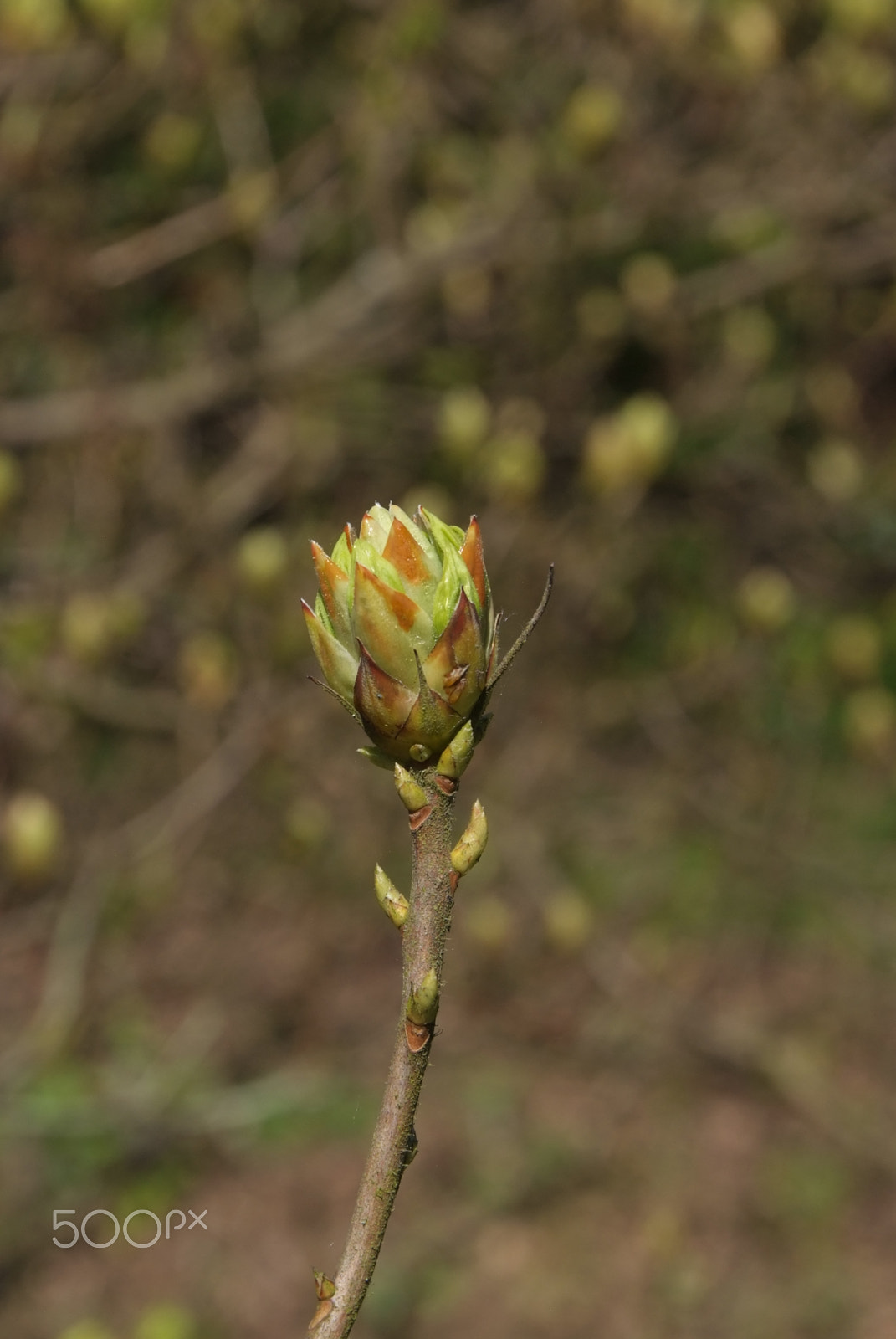 Fujifilm FinePix S5 Pro sample photo. Rhododendron bud photography