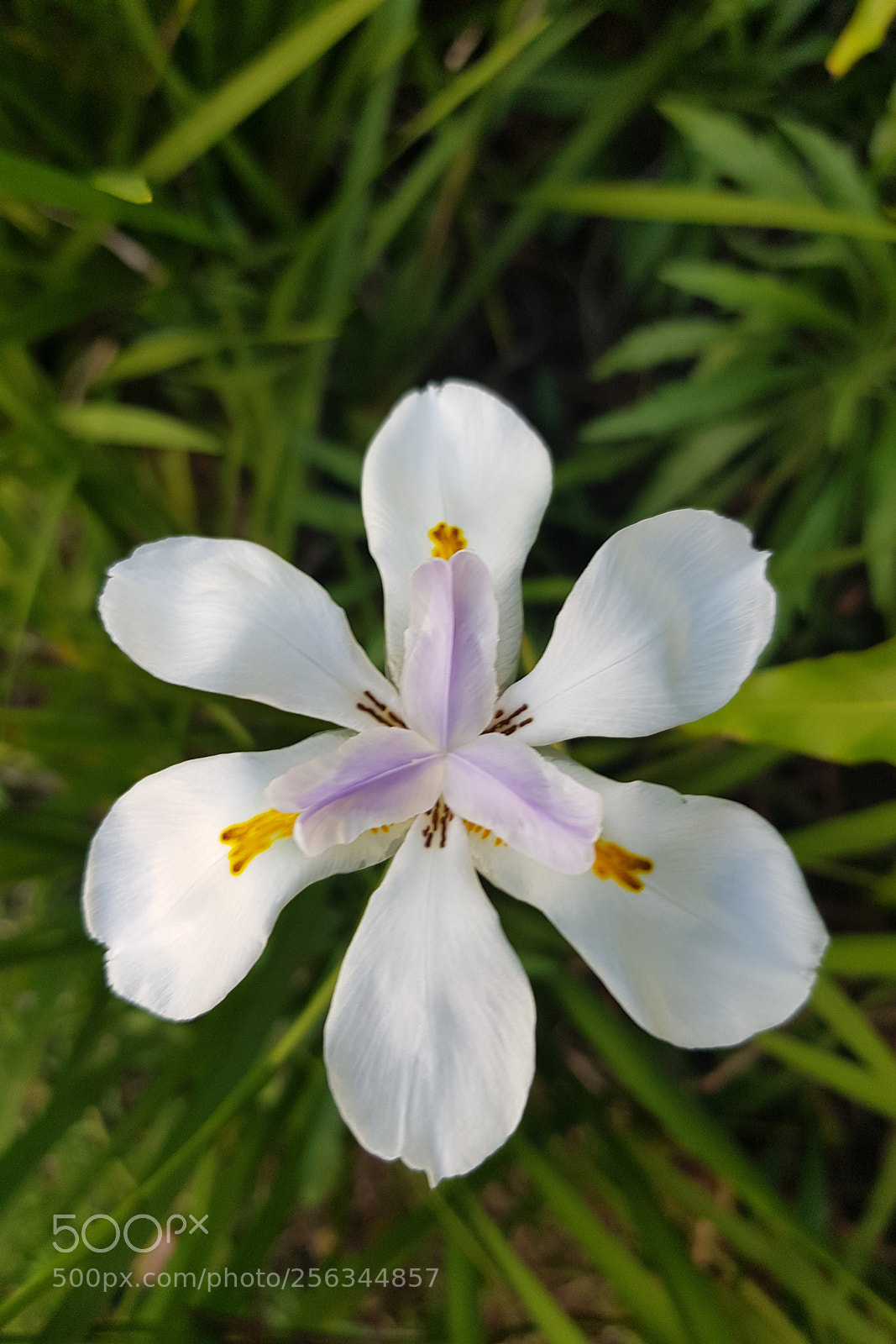 Samsung Galaxy S8 sample photo. Bloom photography