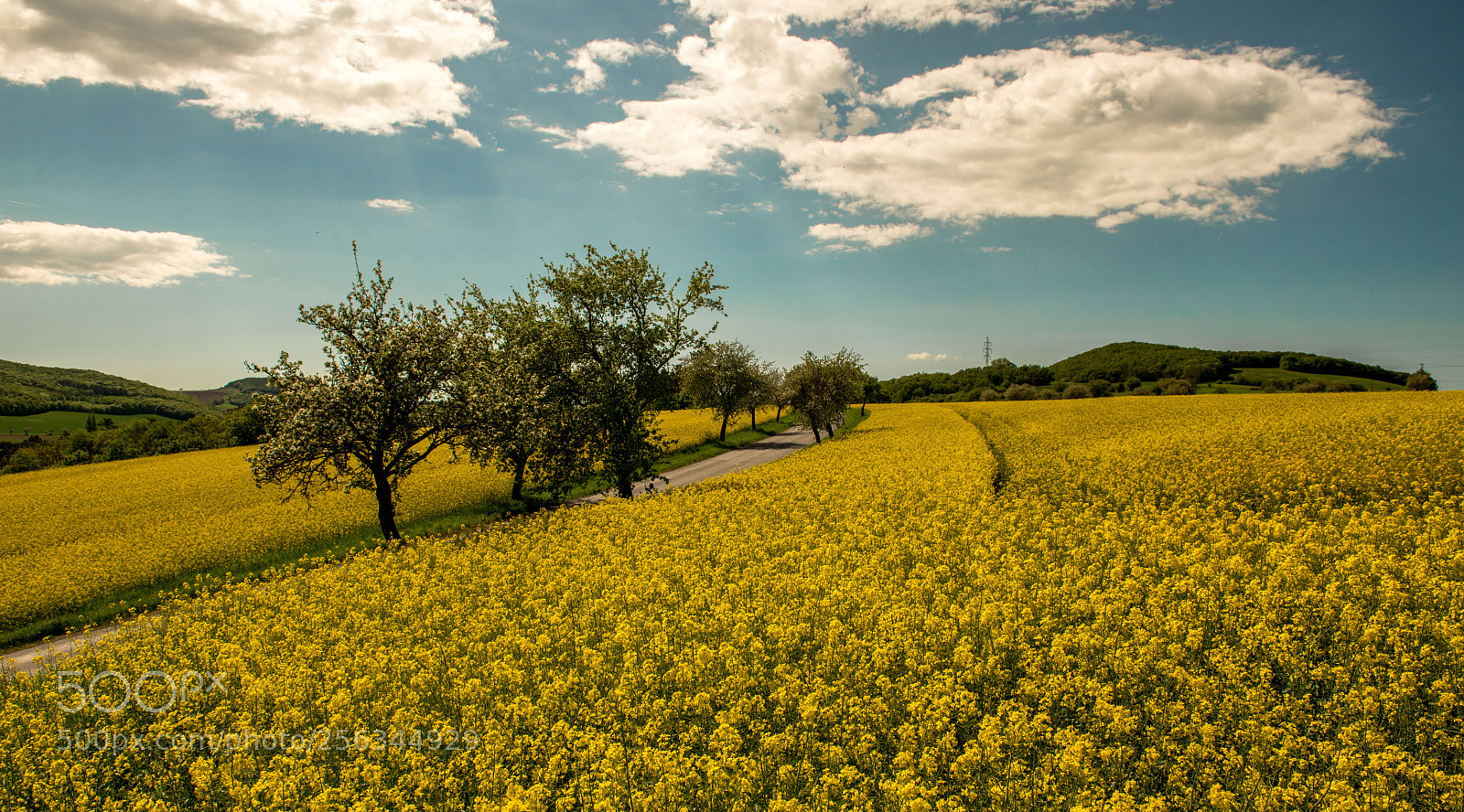 Nikon D800 sample photo. Pole s řepkou photography