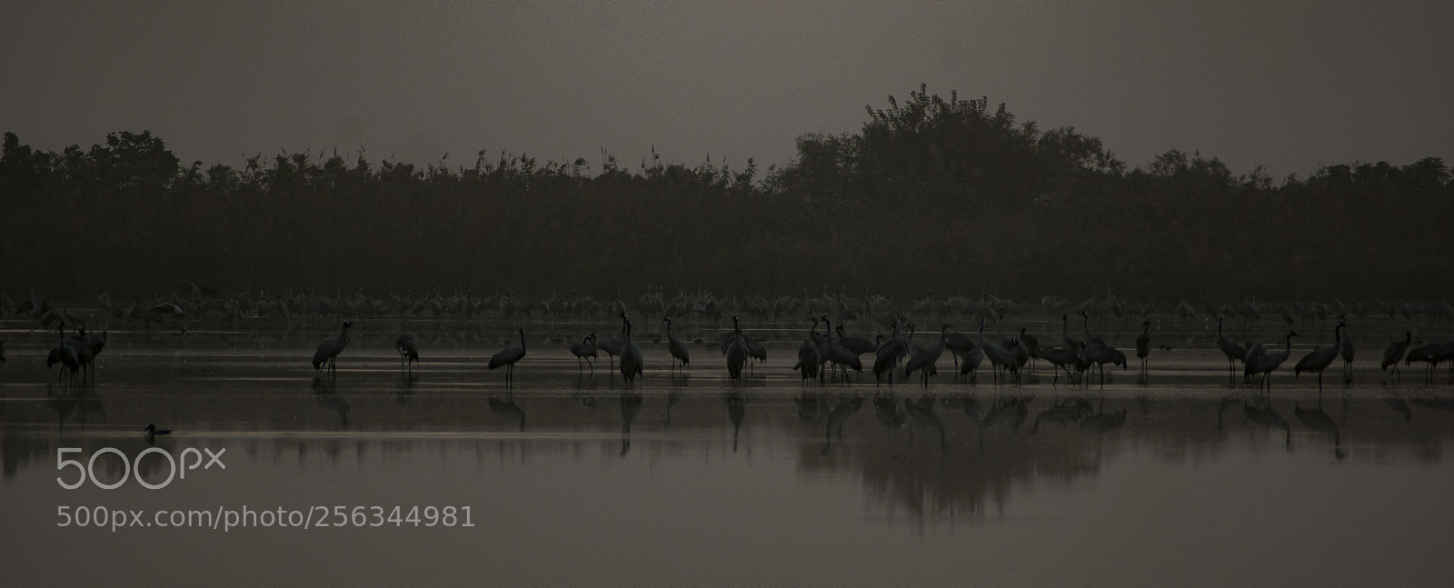 Nikon D80 sample photo. Cranes before sunrise photography