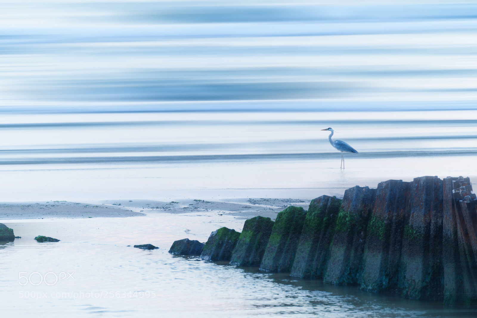 Nikon D5 sample photo. 凛 photography