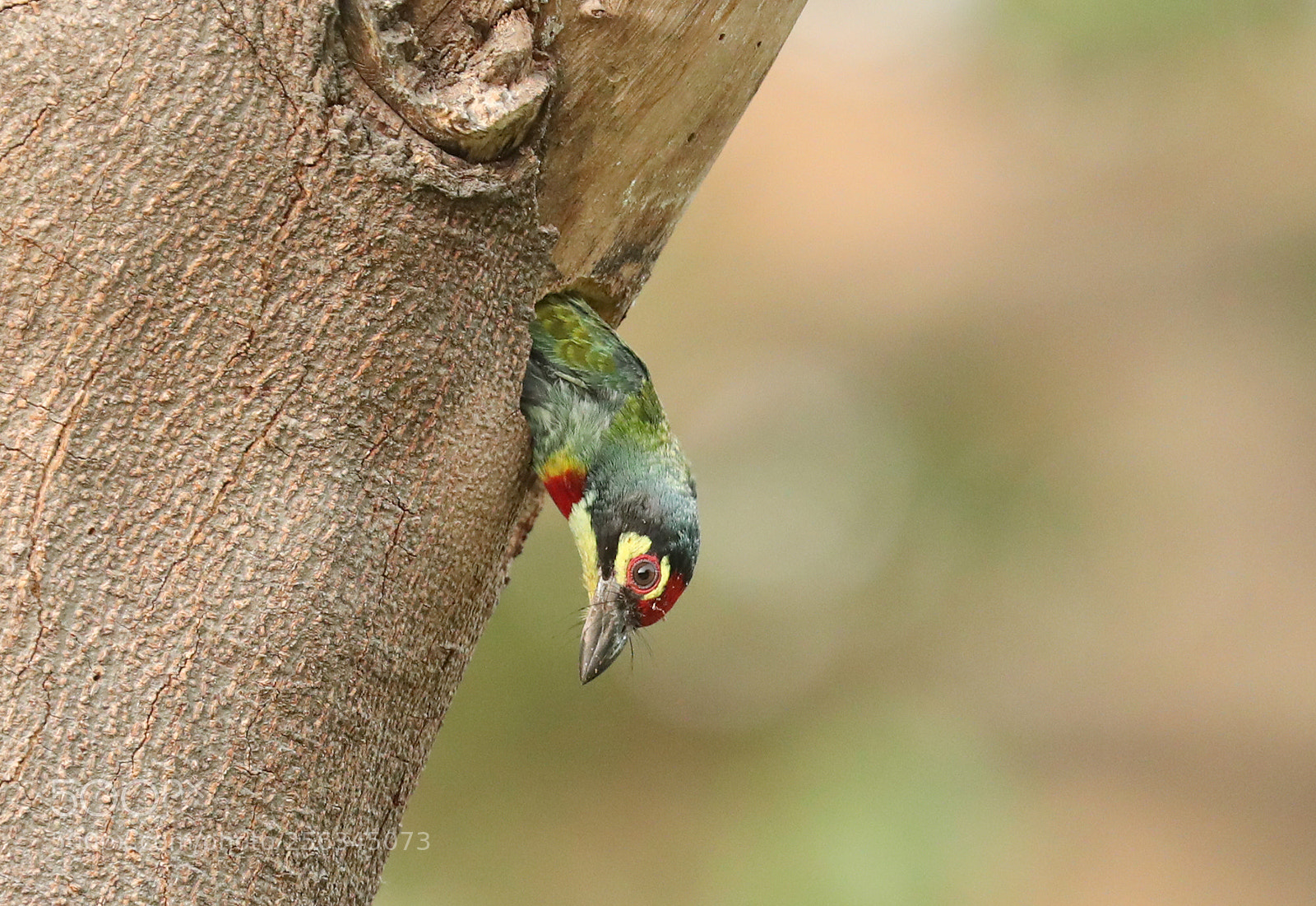 Canon EOS-1D X Mark II sample photo. Coppersmith barbet photography