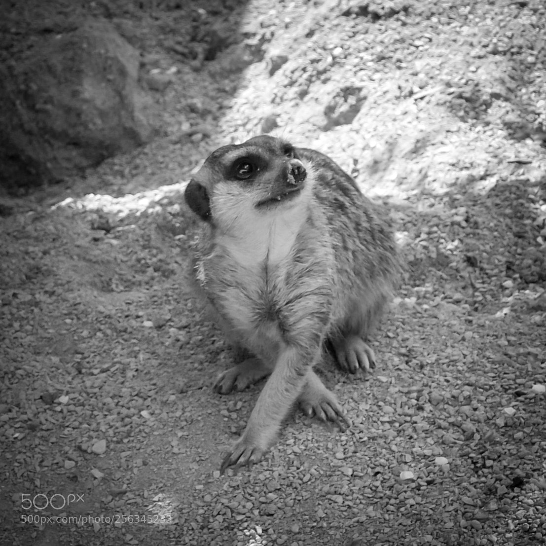 Panasonic Lumix DMC-LX100 sample photo. Meerkat photography