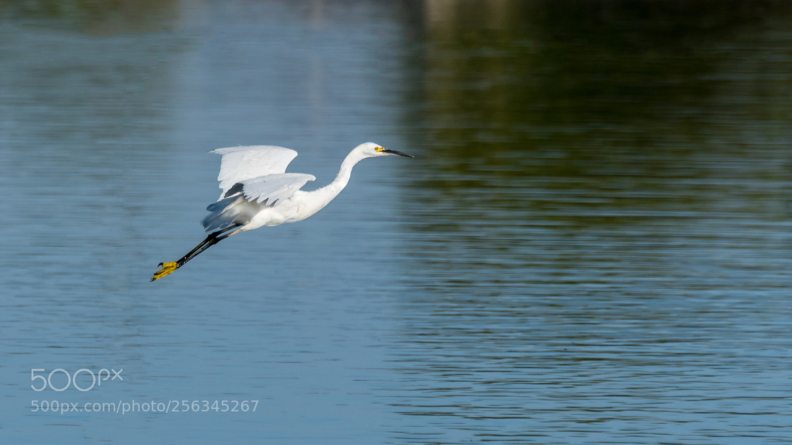 Nikon D750 sample photo. Snowy egret gliding photography
