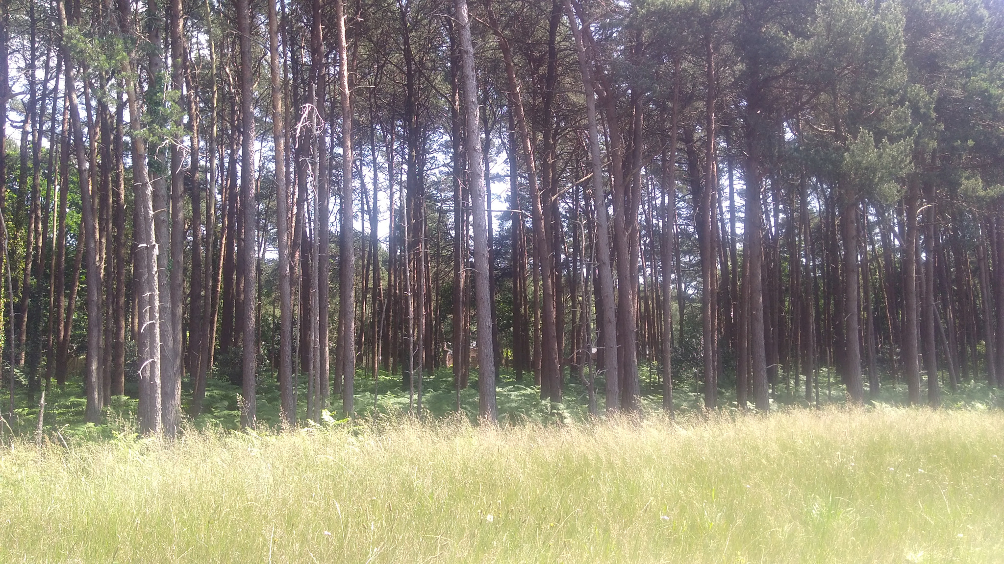 Motorola Moto G Play sample photo