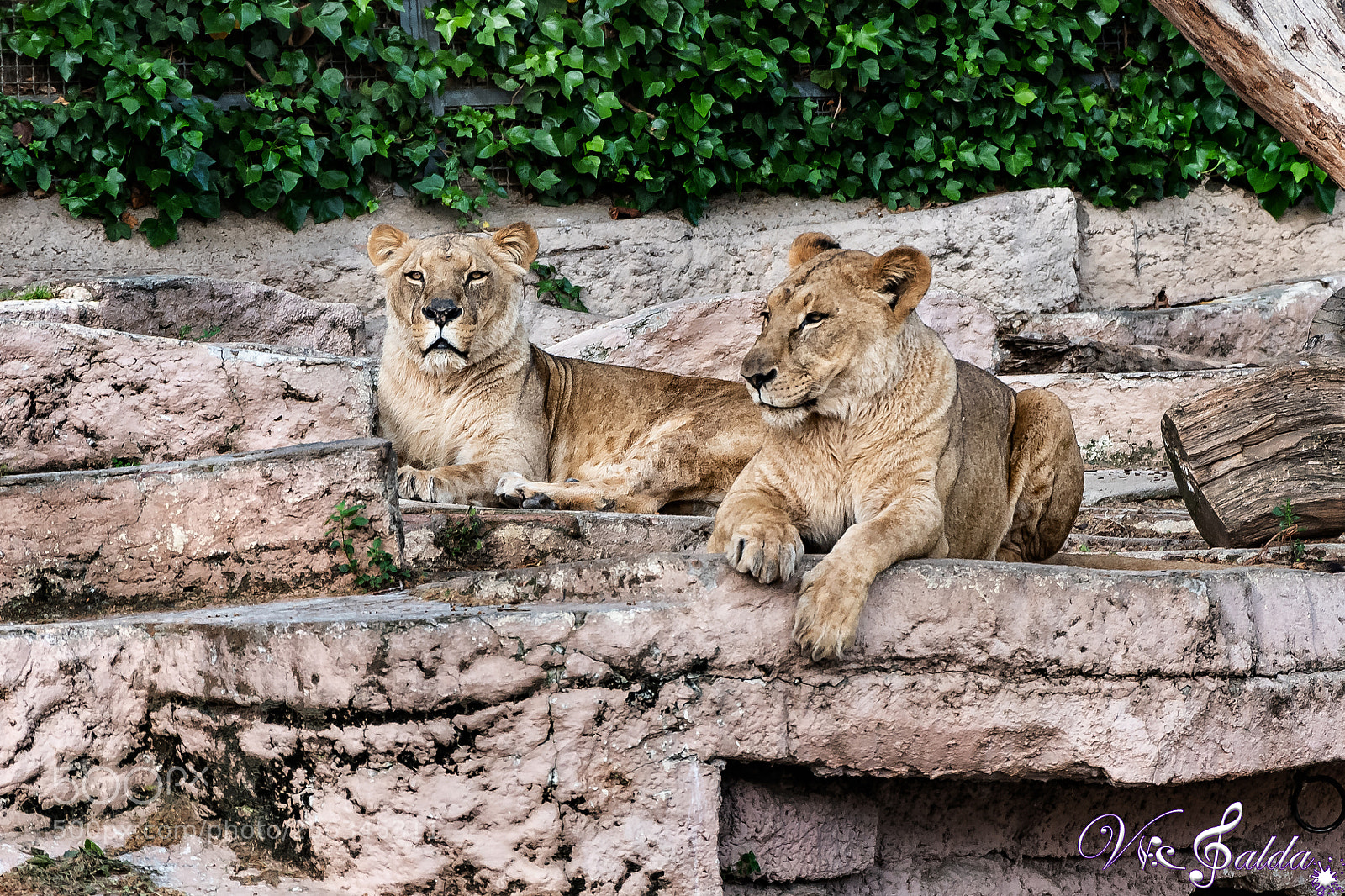 Nikon D7500 sample photo. Leonas! photography