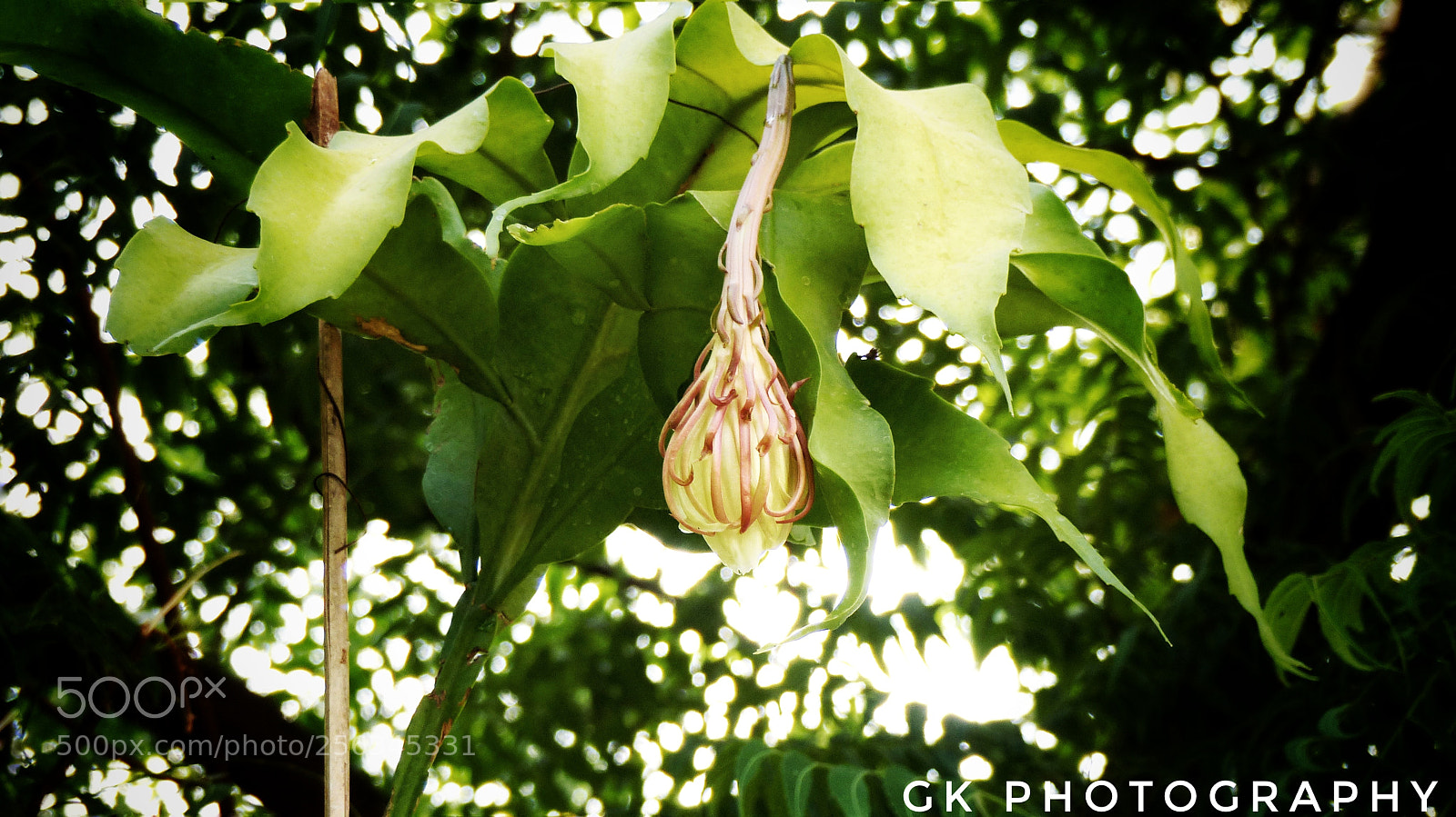 Panasonic Lumix DMC-FZ200 sample photo. Different flower photography