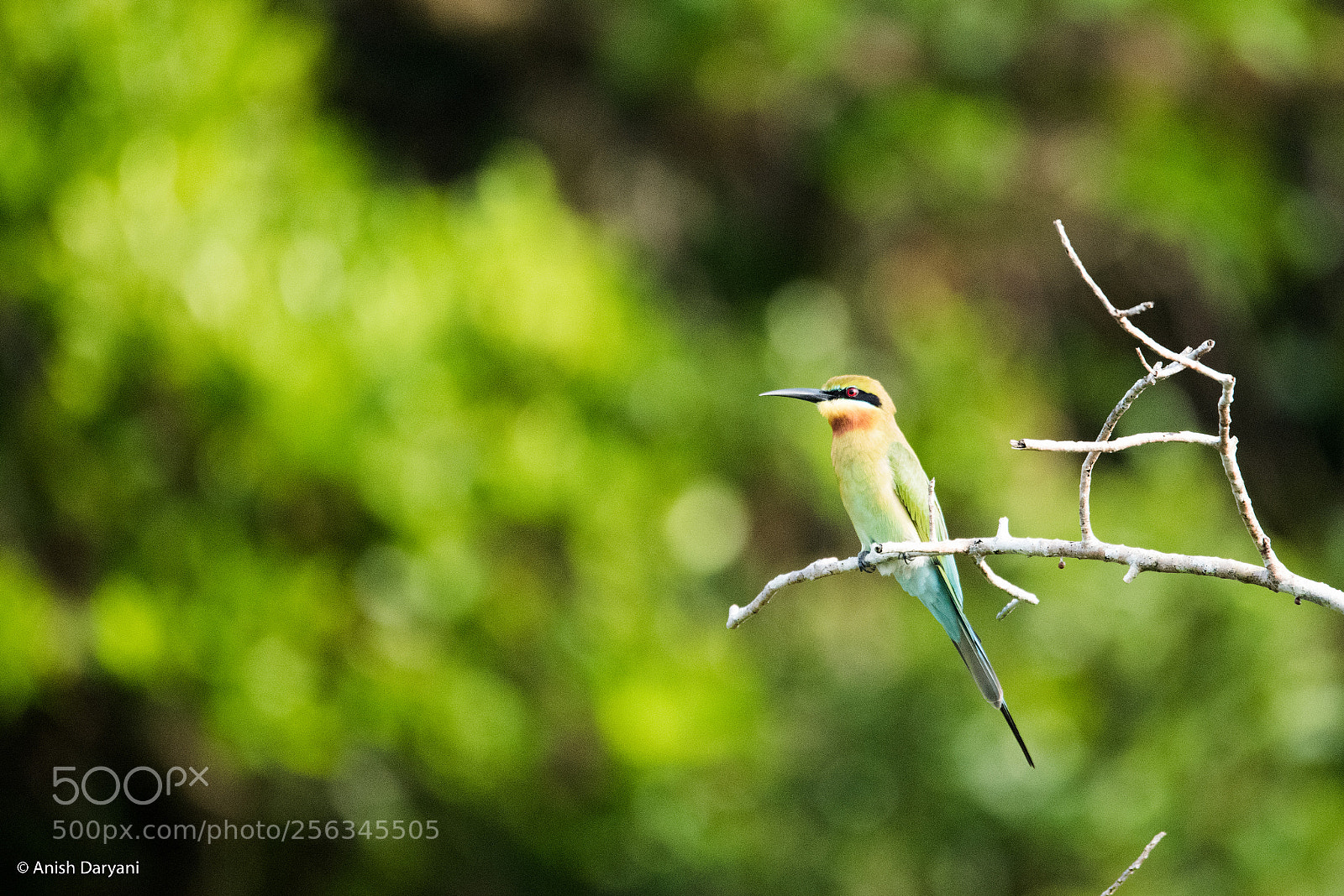 Nikon D810 sample photo. Blue tailed bee eater photography