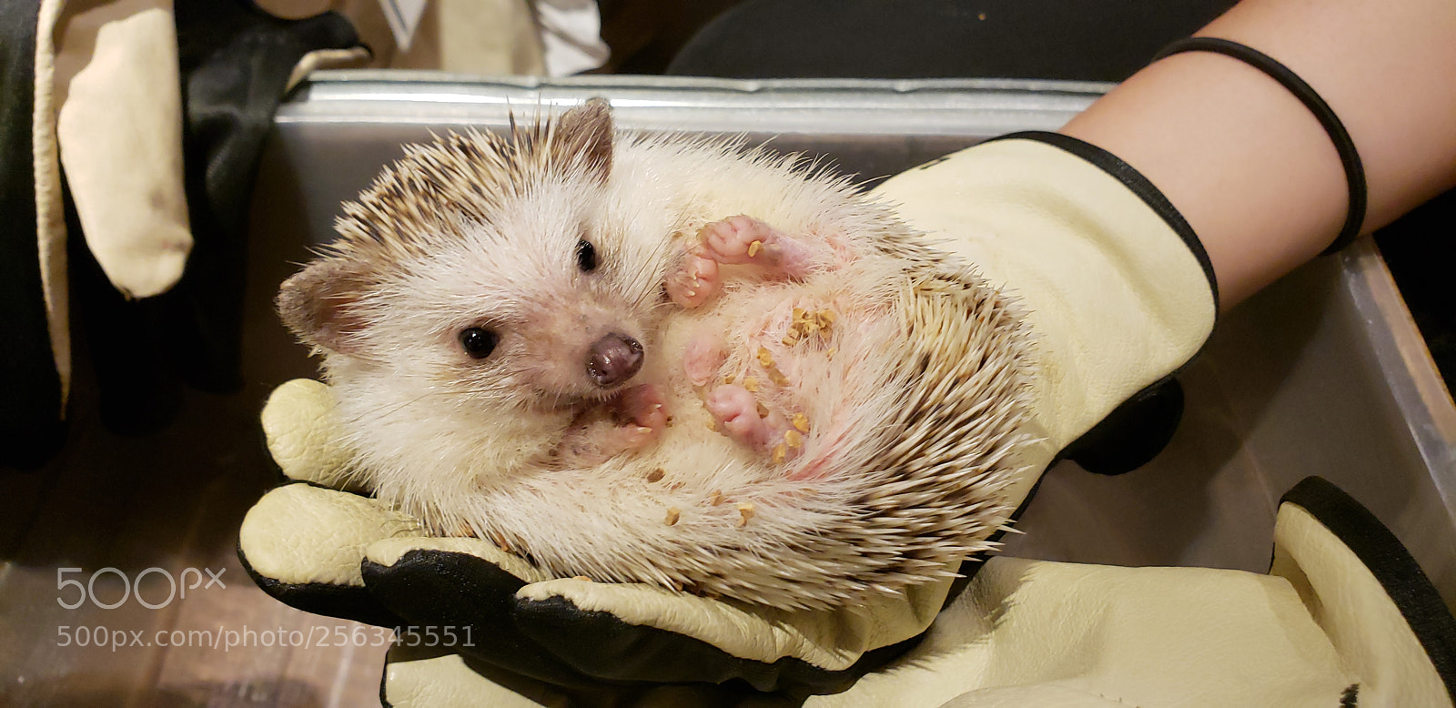 Samsung Galaxy S9+ sample photo. Hedgehog cafe photography