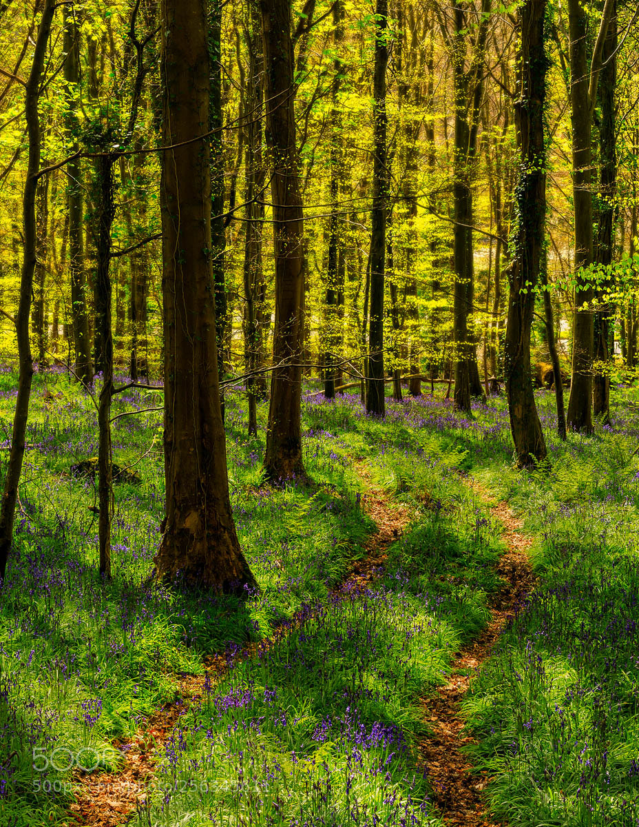 Canon EOS 5D Mark IV sample photo. Woodland in spring sunshine photography