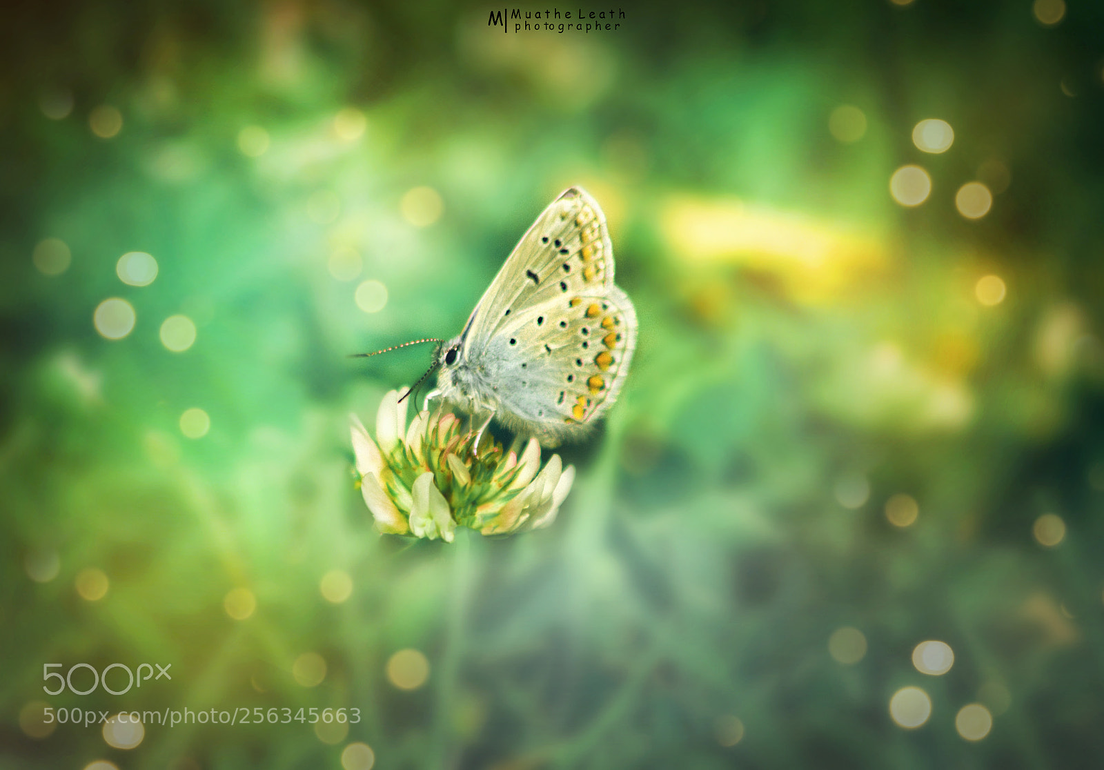 Nikon D3200 sample photo. Butterfly photography