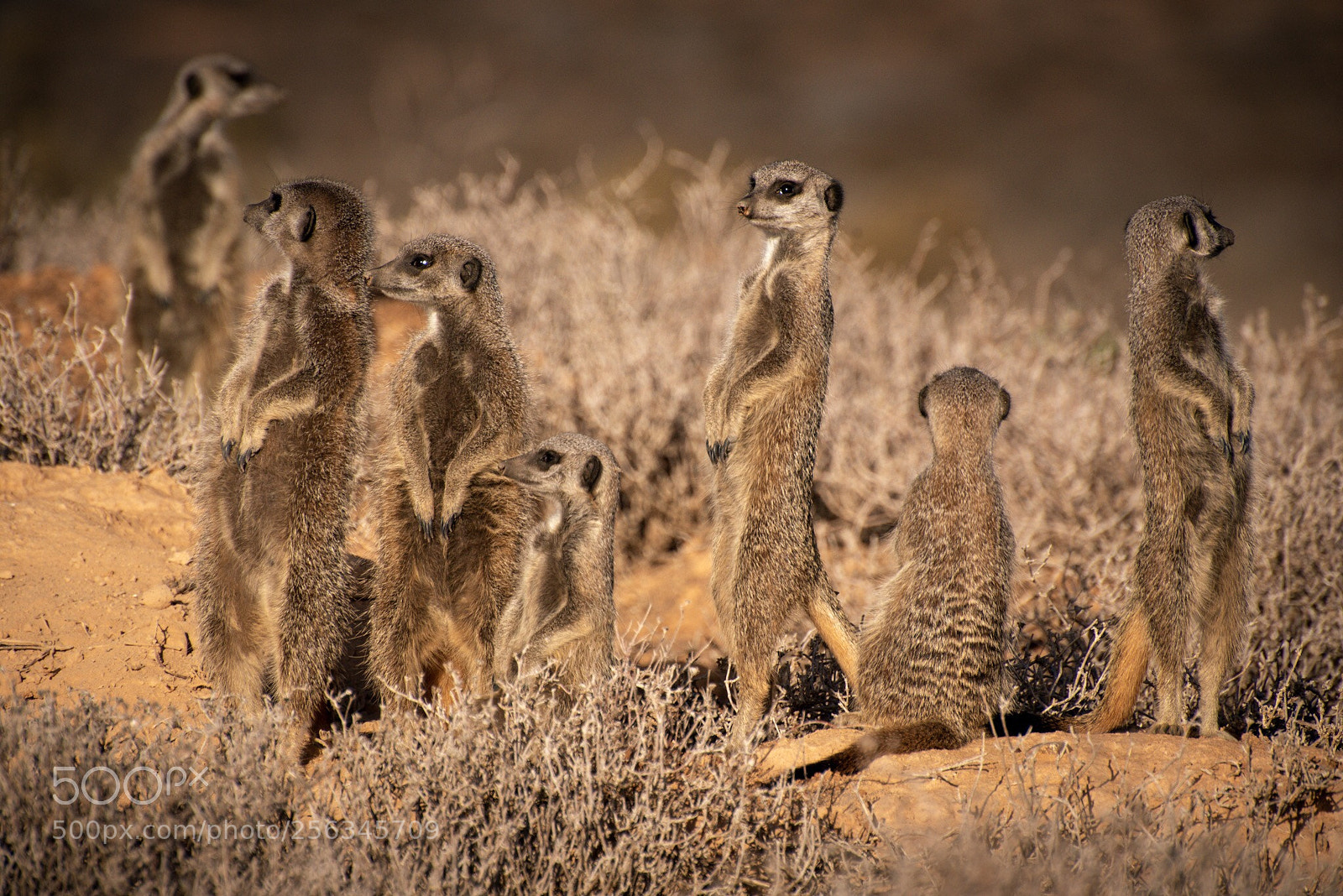 Nikon D750 sample photo. Timon’s gang photography