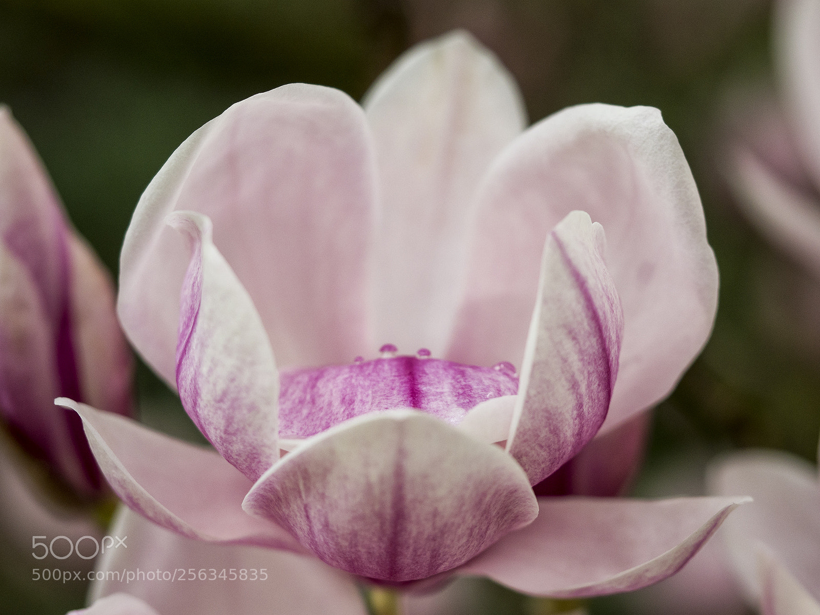 Olympus OM-D E-M10 II sample photo. Magnolie i photography