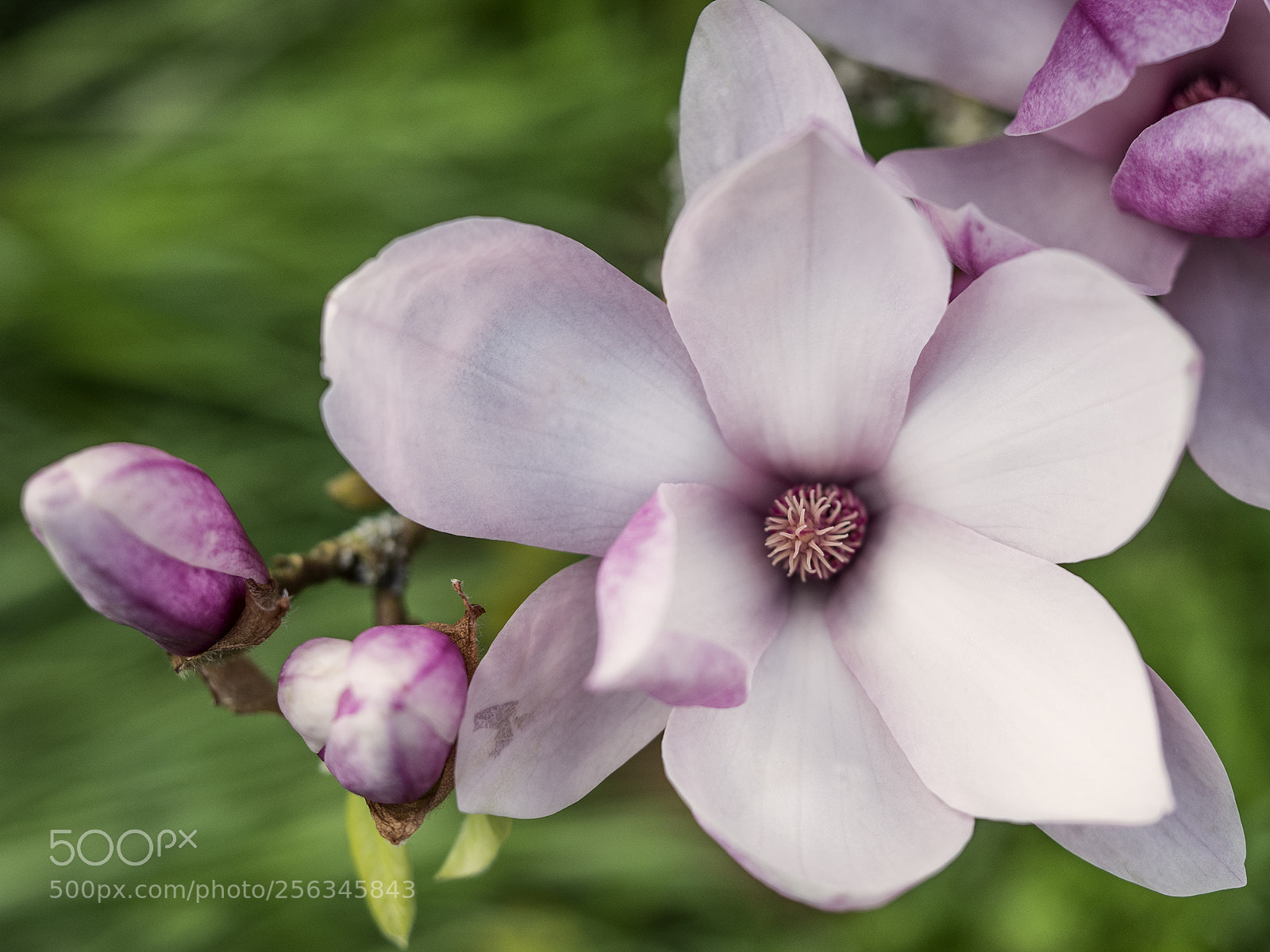 Olympus OM-D E-M10 II sample photo. Magnolie iii photography