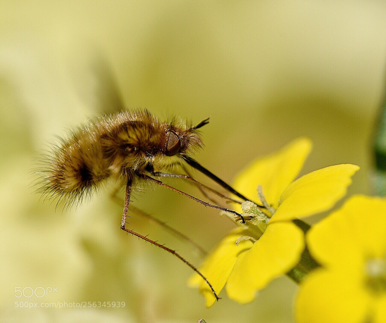 Nikon D5600 sample photo. Bombylius major photography
