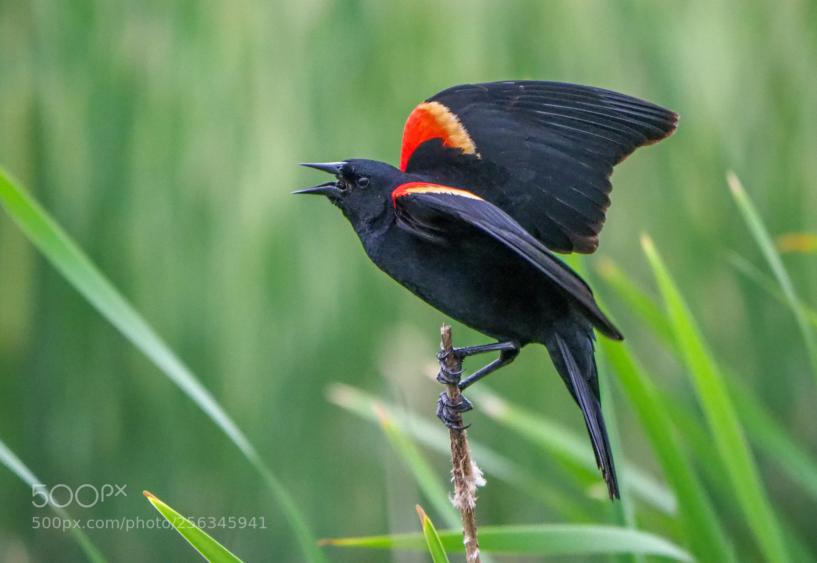 Olympus OM-D E-M1 Mark II sample photo. Red-winged blackbird photography