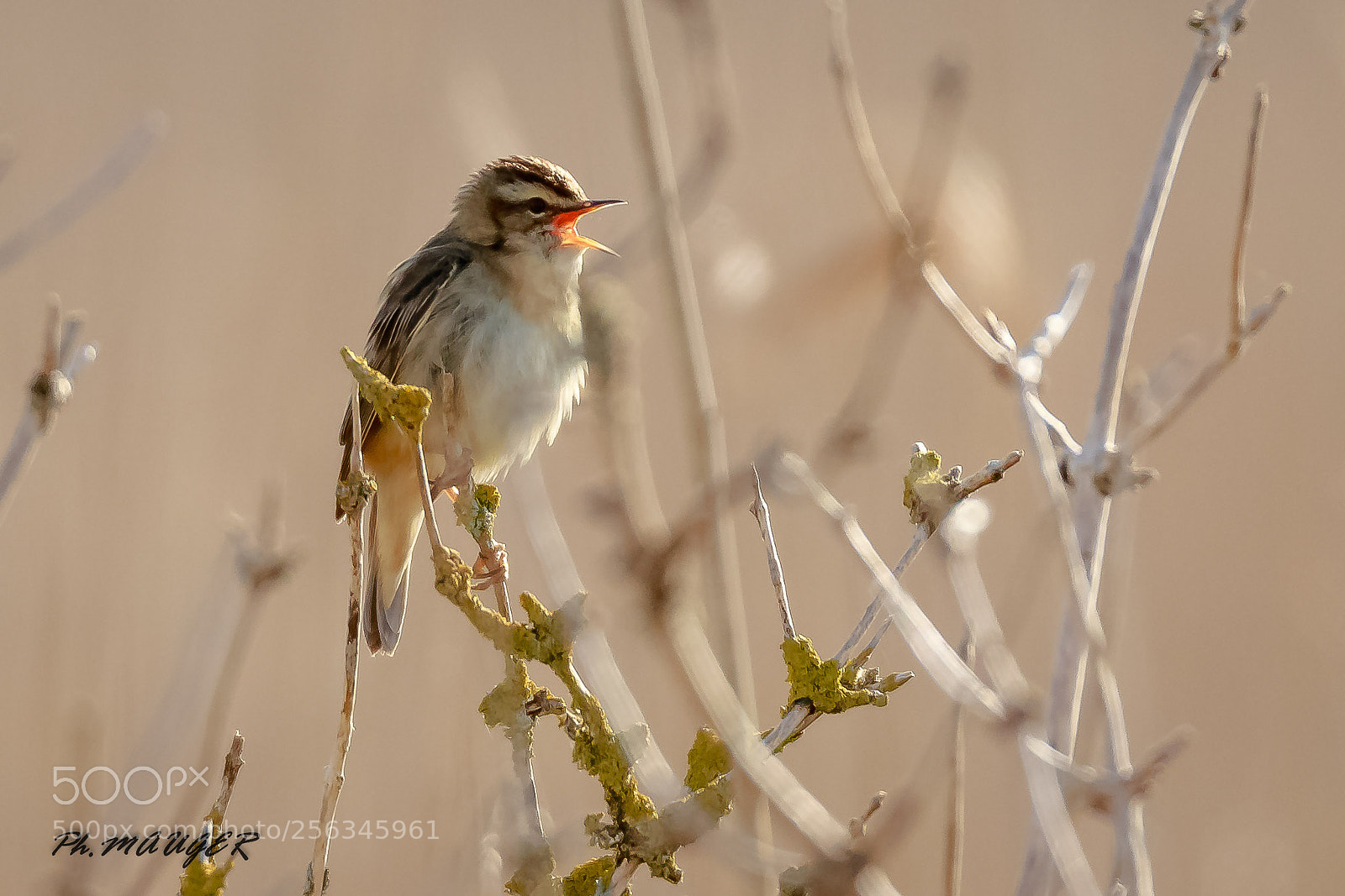 Canon EOS 7D Mark II sample photo. Phragmite des joncs photography