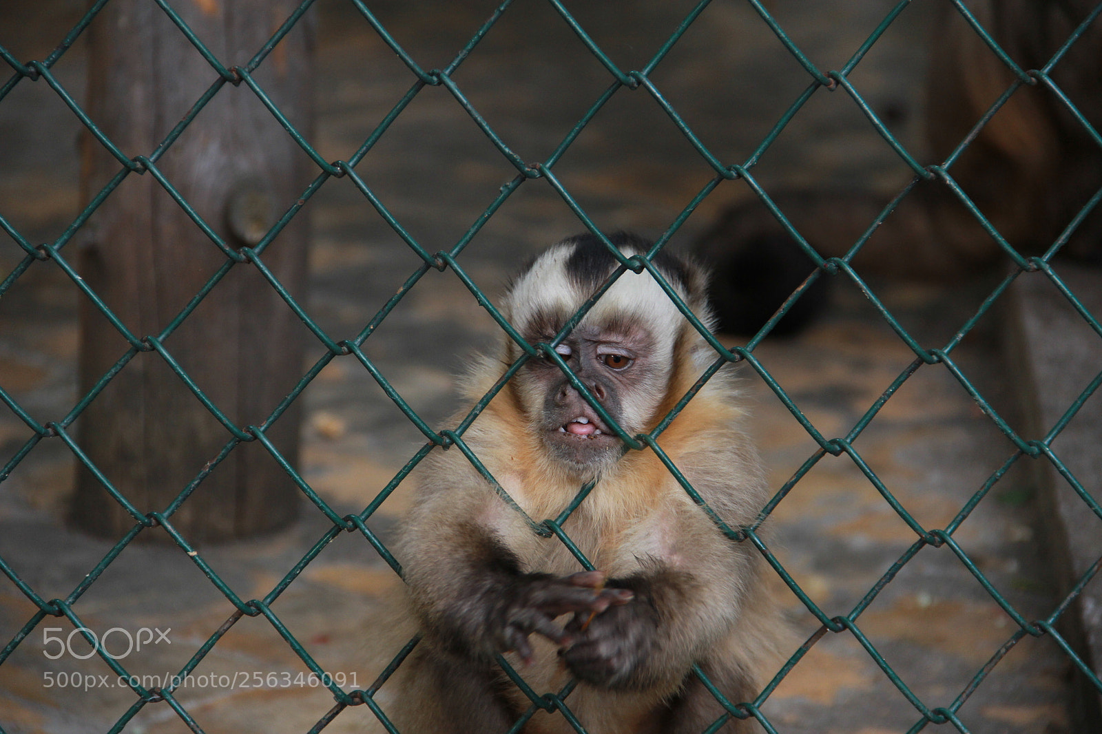 Canon EF-S 18-135mm F3.5-5.6 IS sample photo. Dropped his liberty... photography
