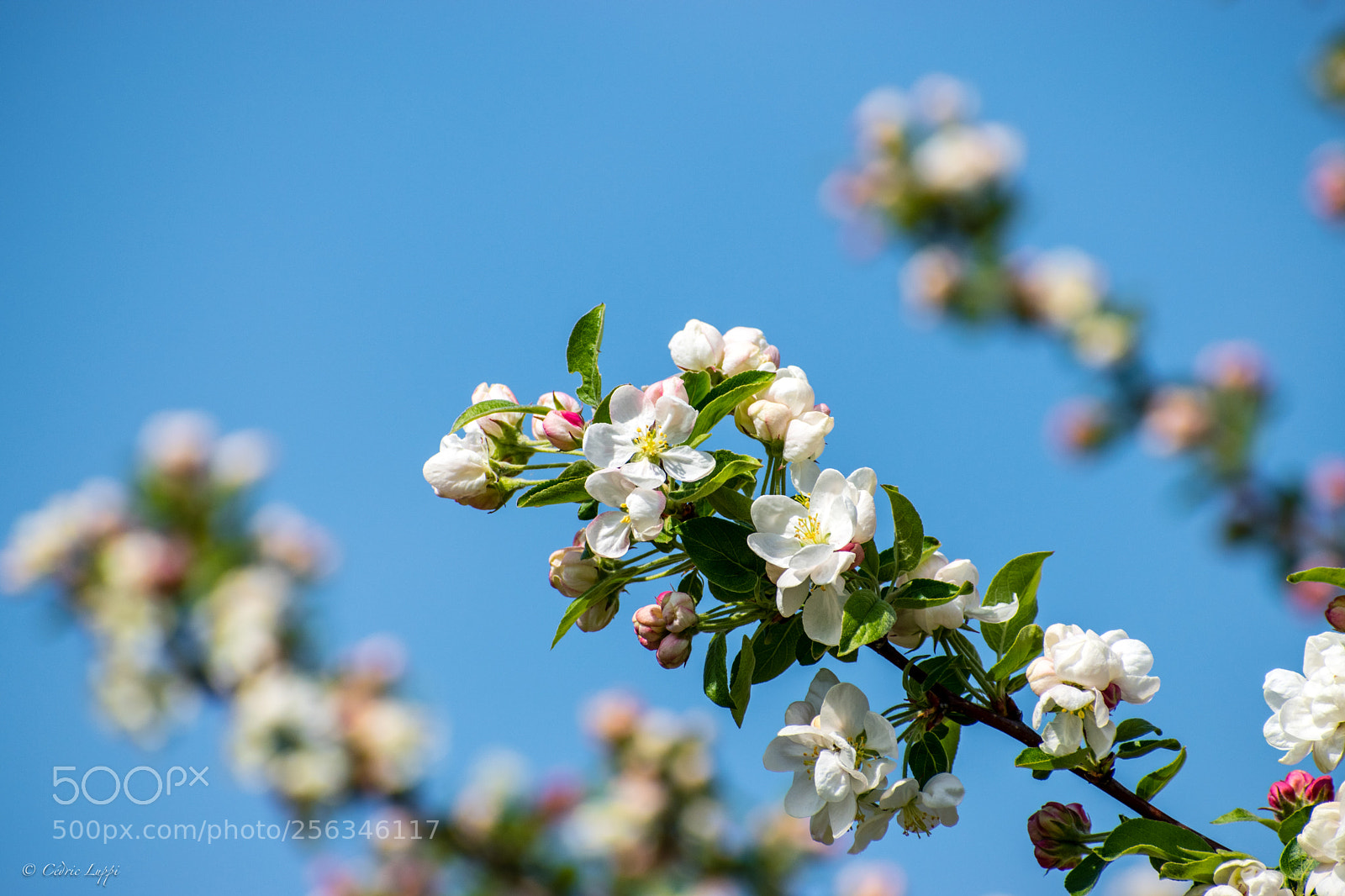 Nikon D5500 sample photo. Abricotier en fleur photography