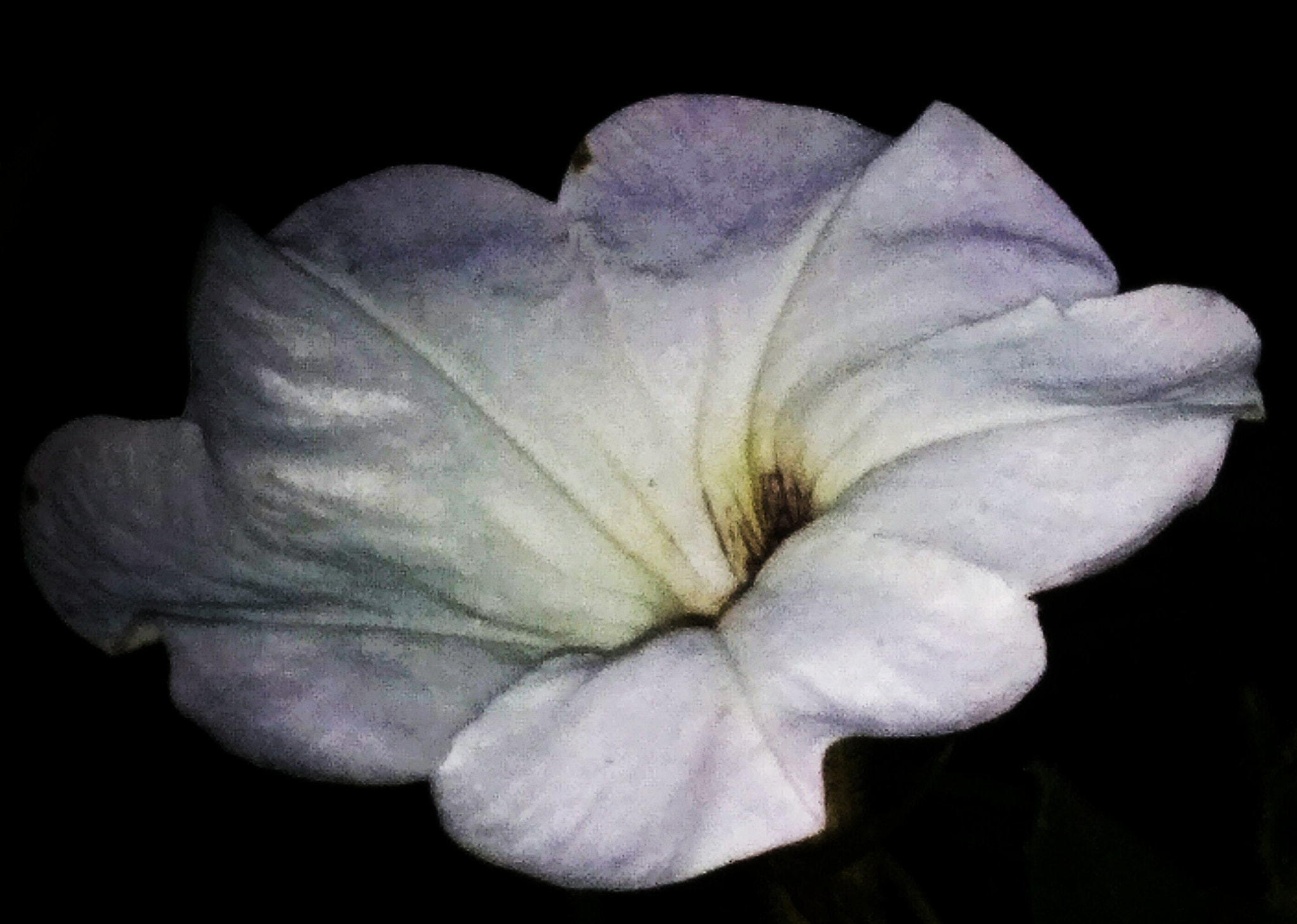 vivo Y55s sample photo. White flower photography