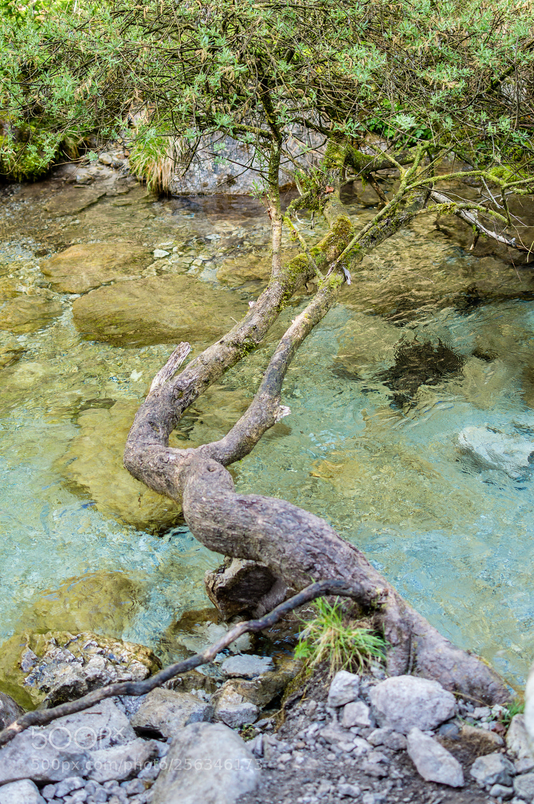 Nikon D3200 sample photo. Hanging tree photography