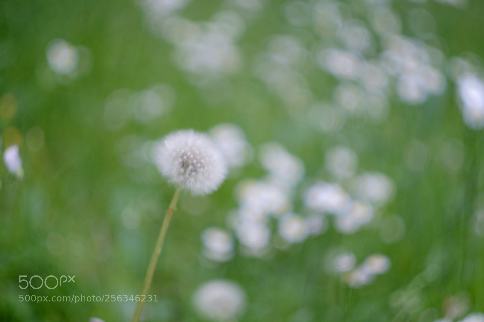Fujifilm X-T1 sample photo. Waiting the wind photography