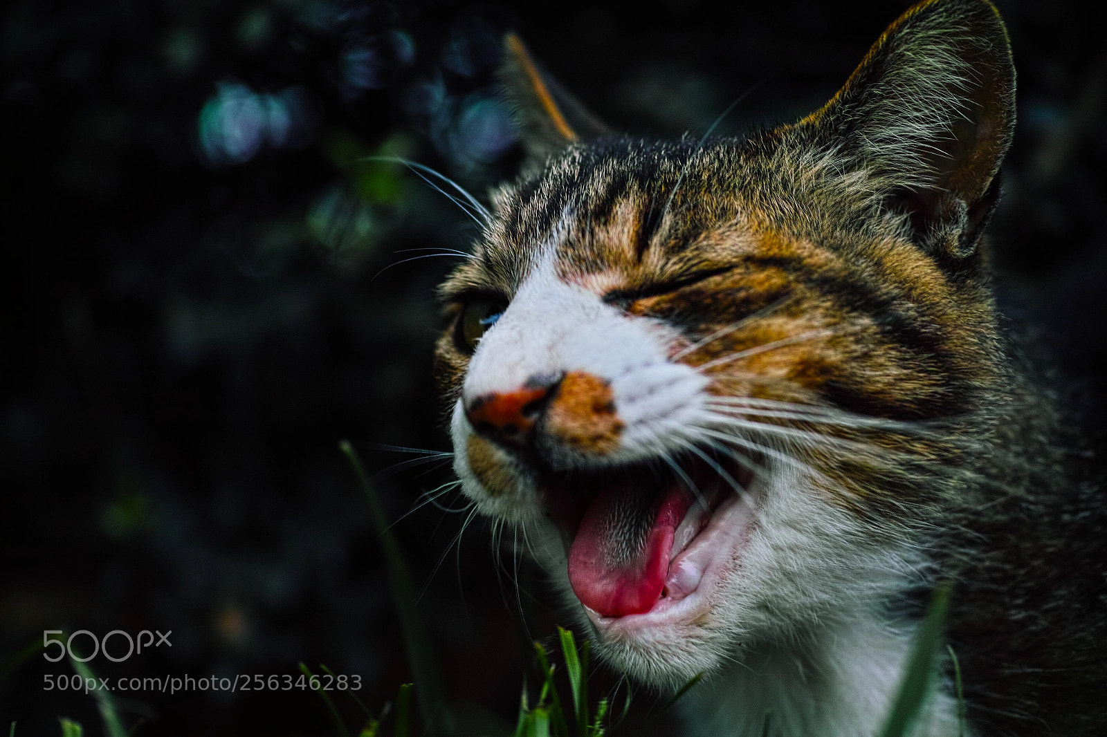Sigma DP3 Merrill sample photo. Cat every day photography