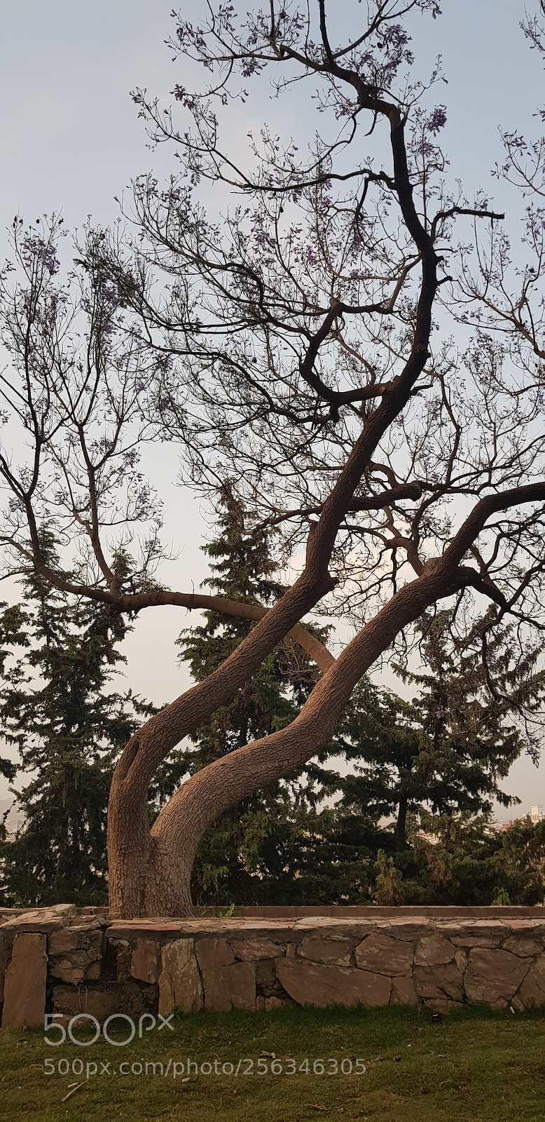 Samsung Galaxy S8+ sample photo. Untitled photography