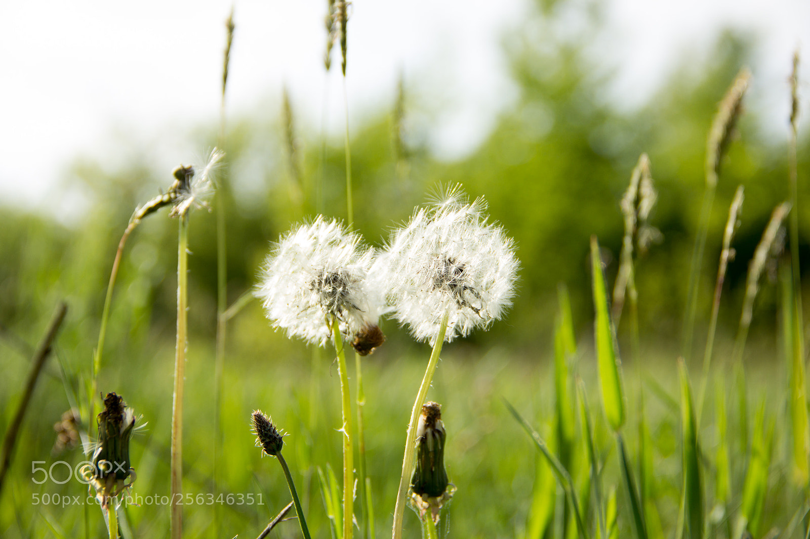Canon EOS 60D sample photo. Dandelions. photography