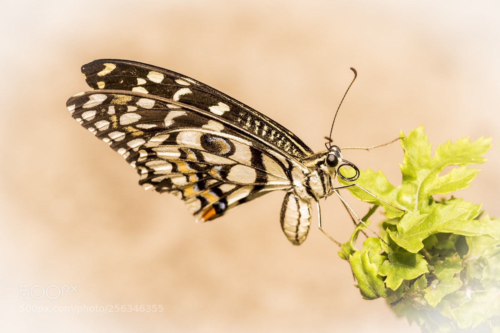Nikon D750 sample photo. Butterfly photography