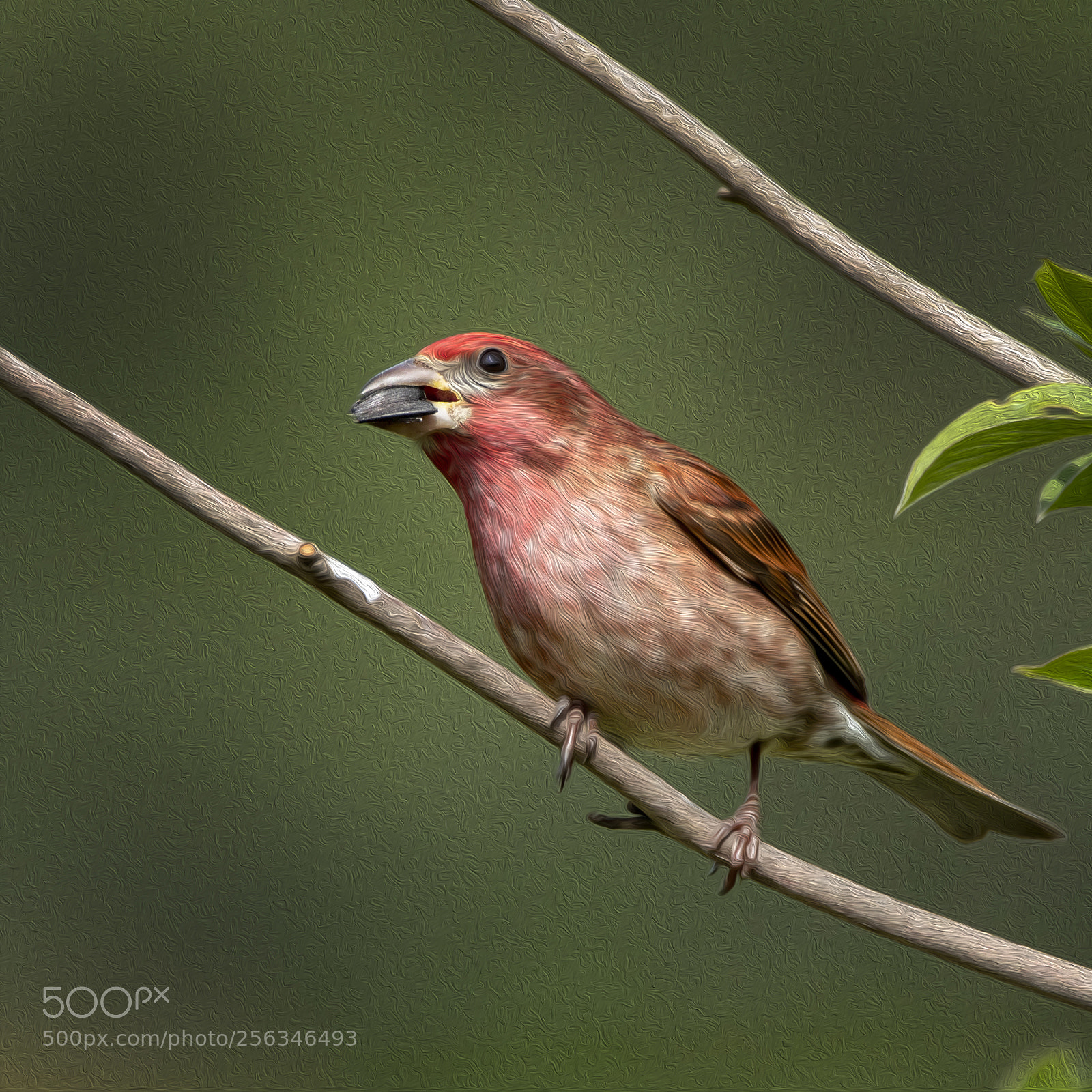 Canon EOS M5 sample photo. Purple finch photography