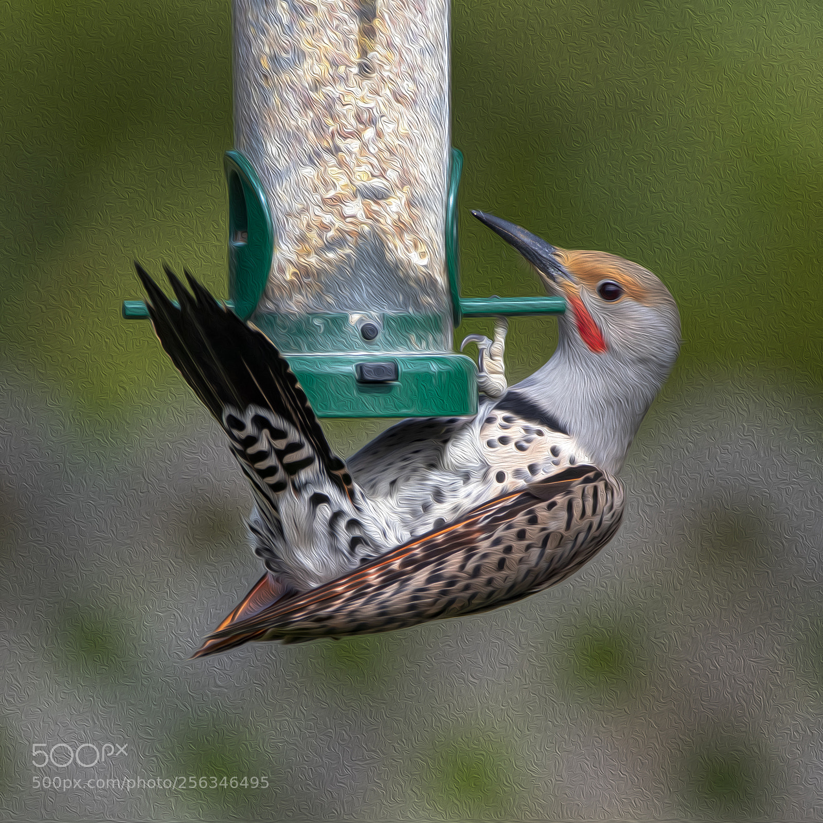 Canon EOS M5 sample photo. Northern flicker on feeder photography