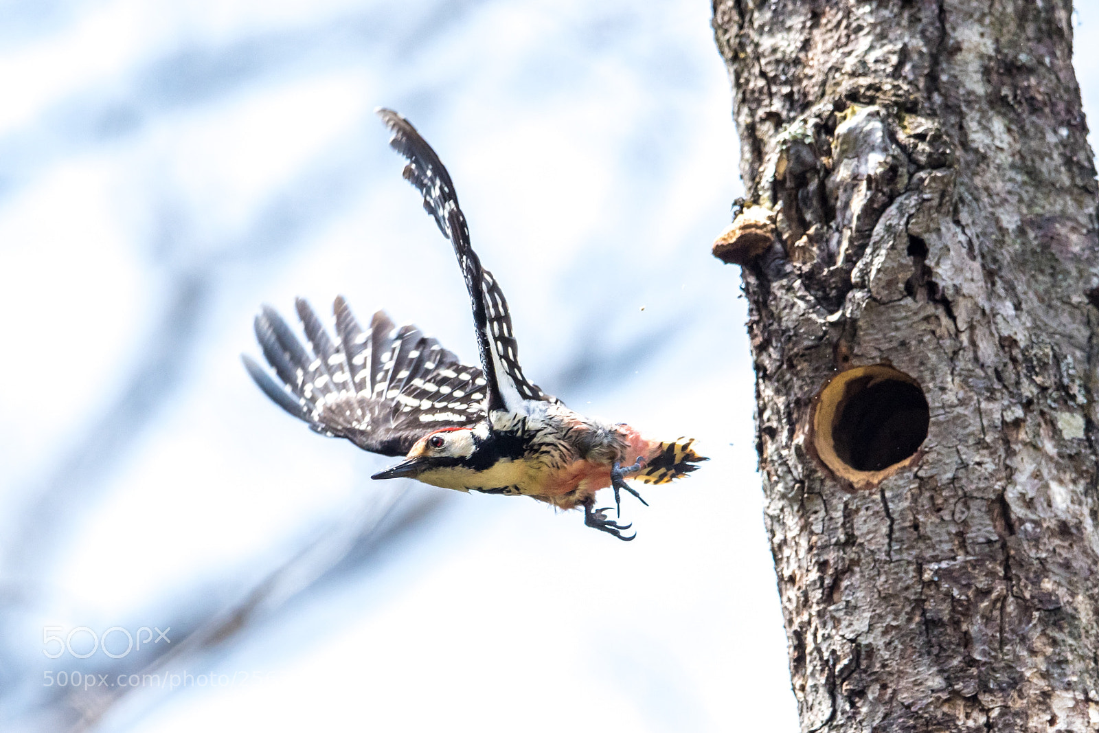 Nikon D500 sample photo. Woodpecker photography