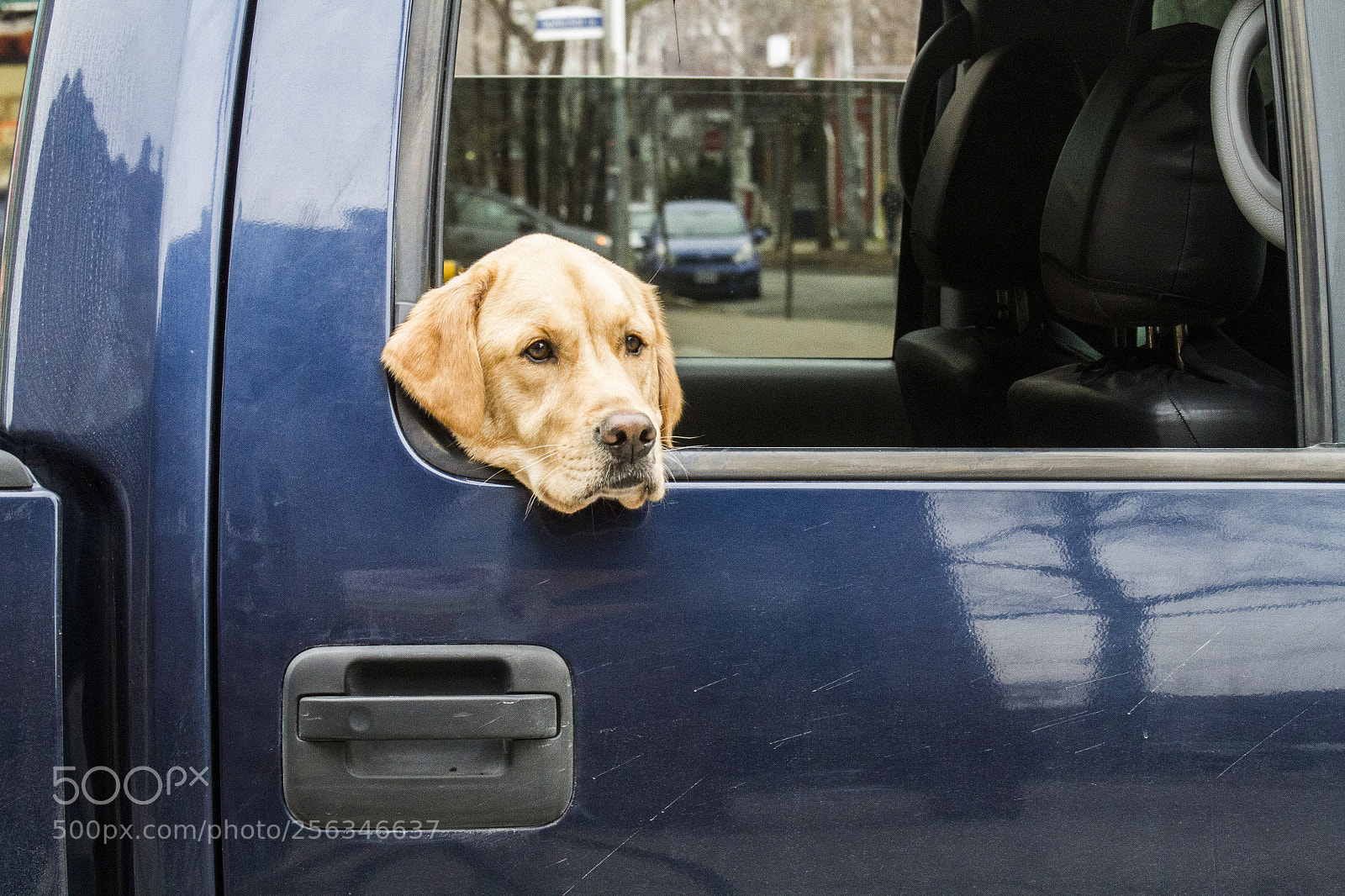 Canon EOS 7D sample photo. Dog in car window photography