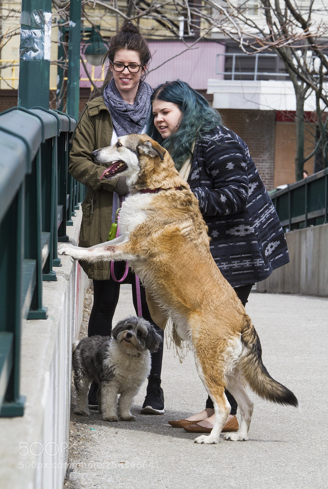 Canon EOS 7D sample photo. Dog looks over bridge photography