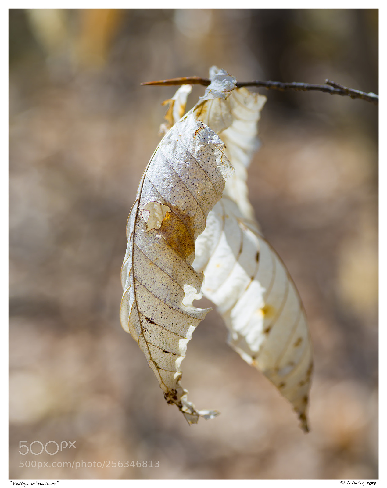 Nikon D800 sample photo. Vestige of autumn photography