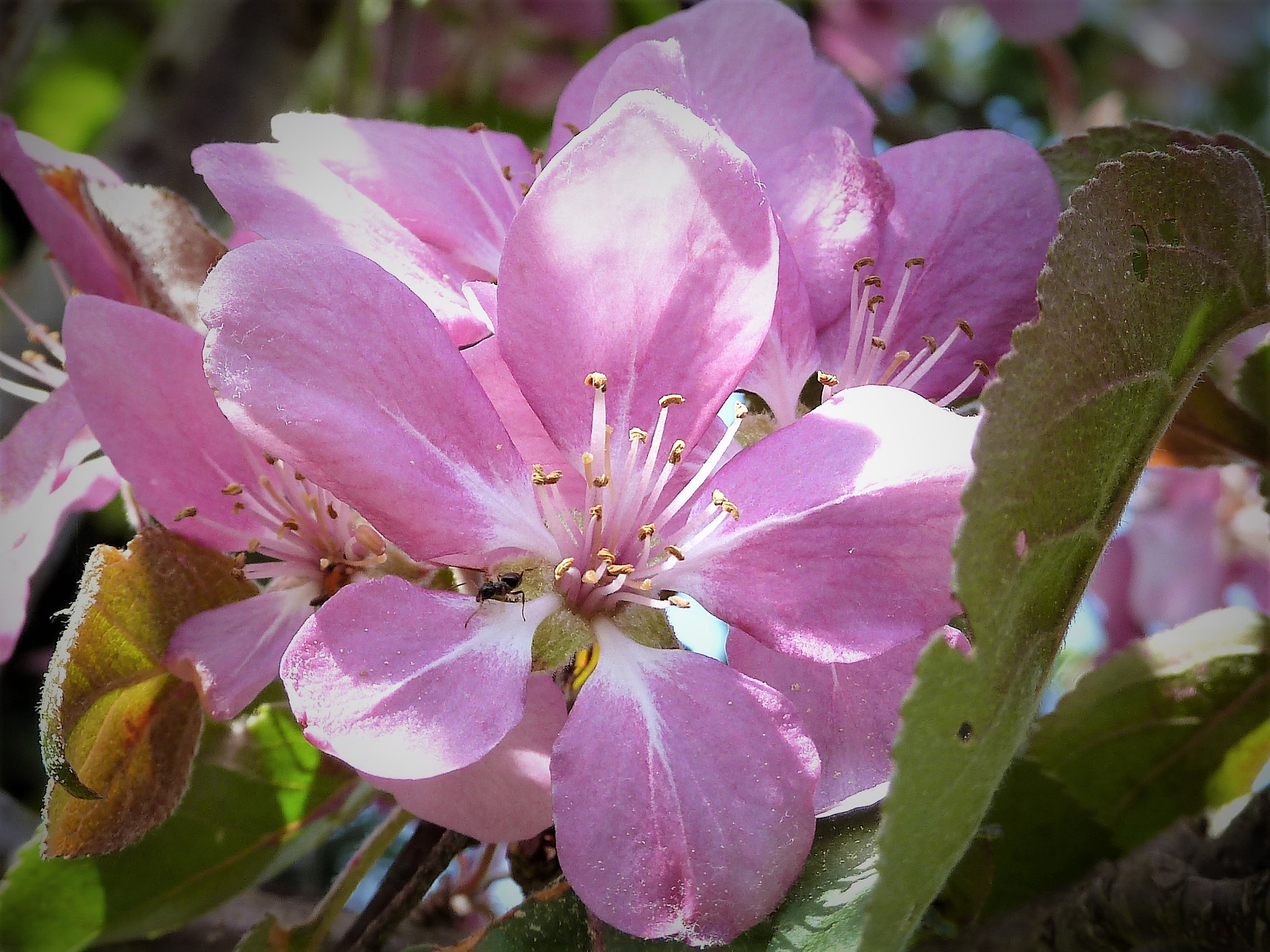 Panasonic Lumix DMC-ZS5 (Lumix DMC-TZ8) sample photo. Apfelblüte mit ameise photography