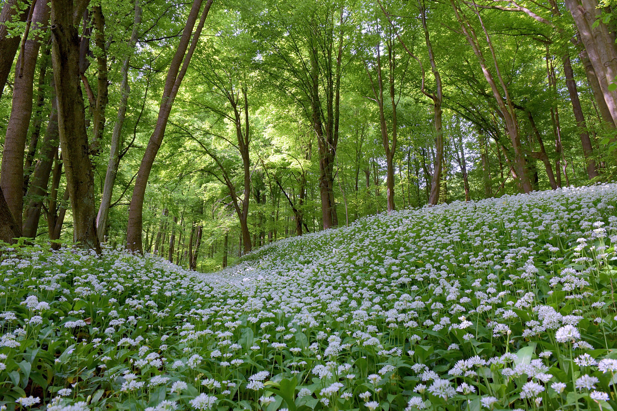 Nikon AF-S Nikkor 24-70mm F2.8G ED sample photo. Spring forest photography