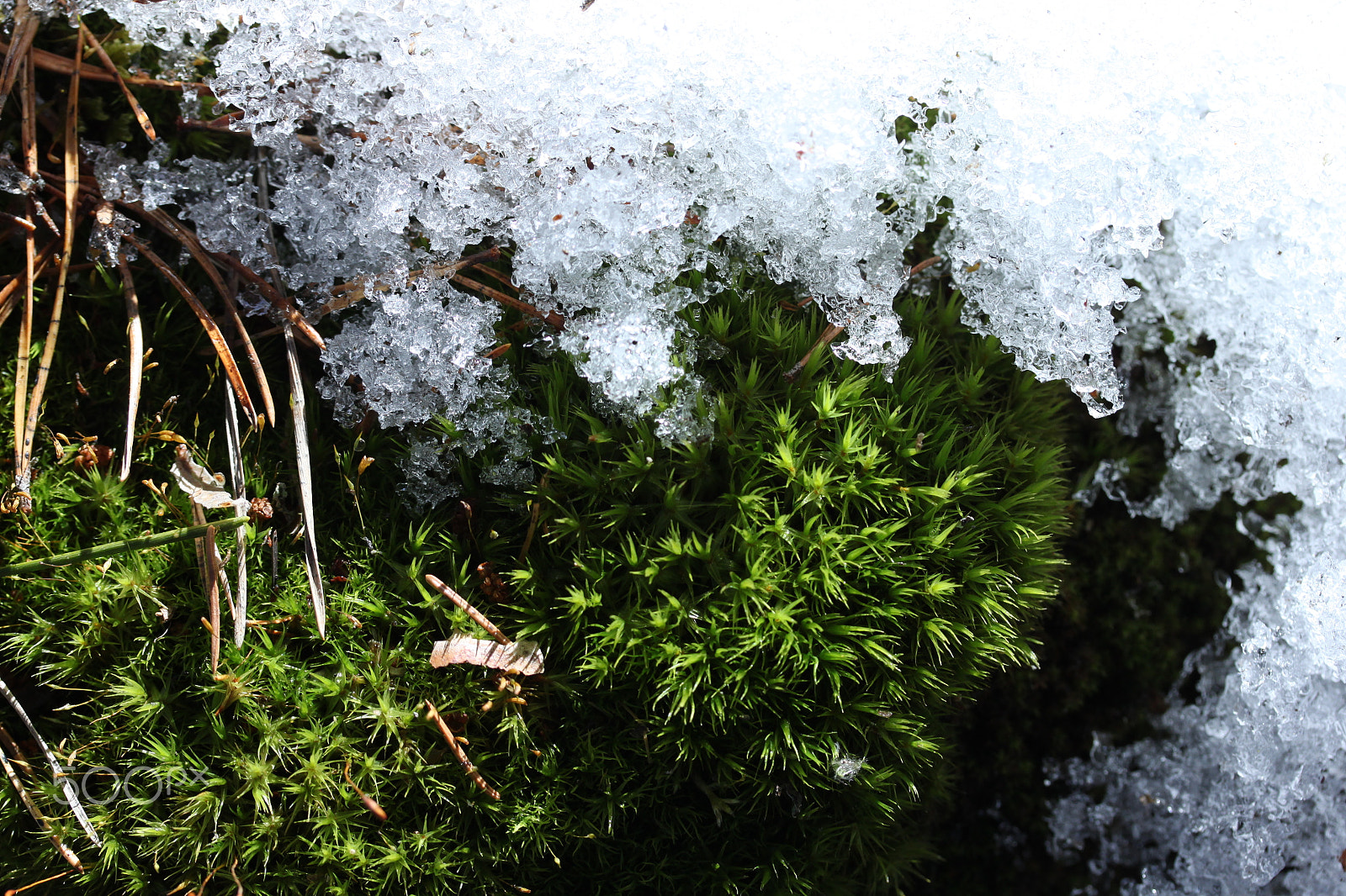 Canon EF-S 60mm F2.8 Macro USM sample photo. Schneeeee photography